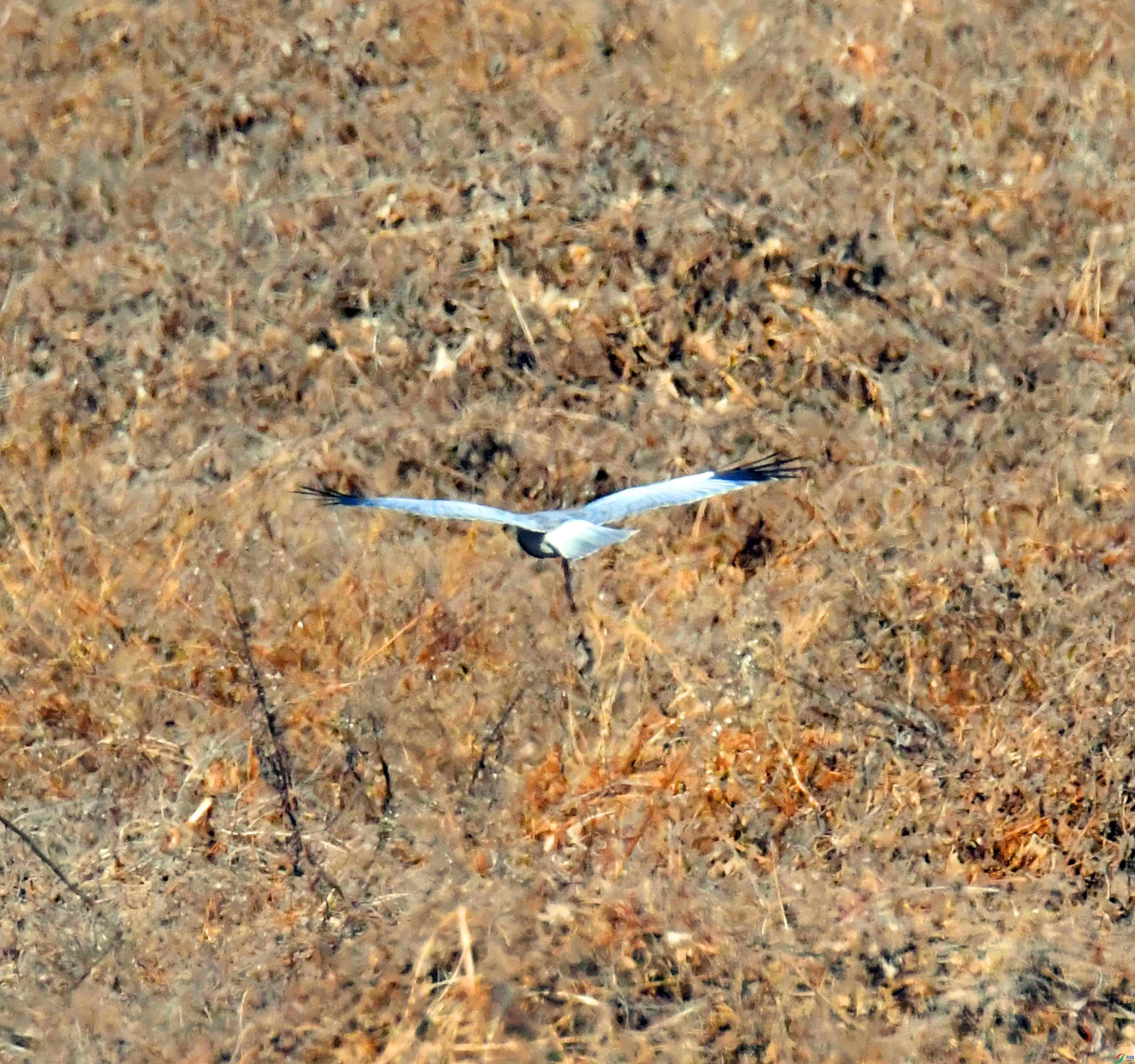 DSC_6804.JPG