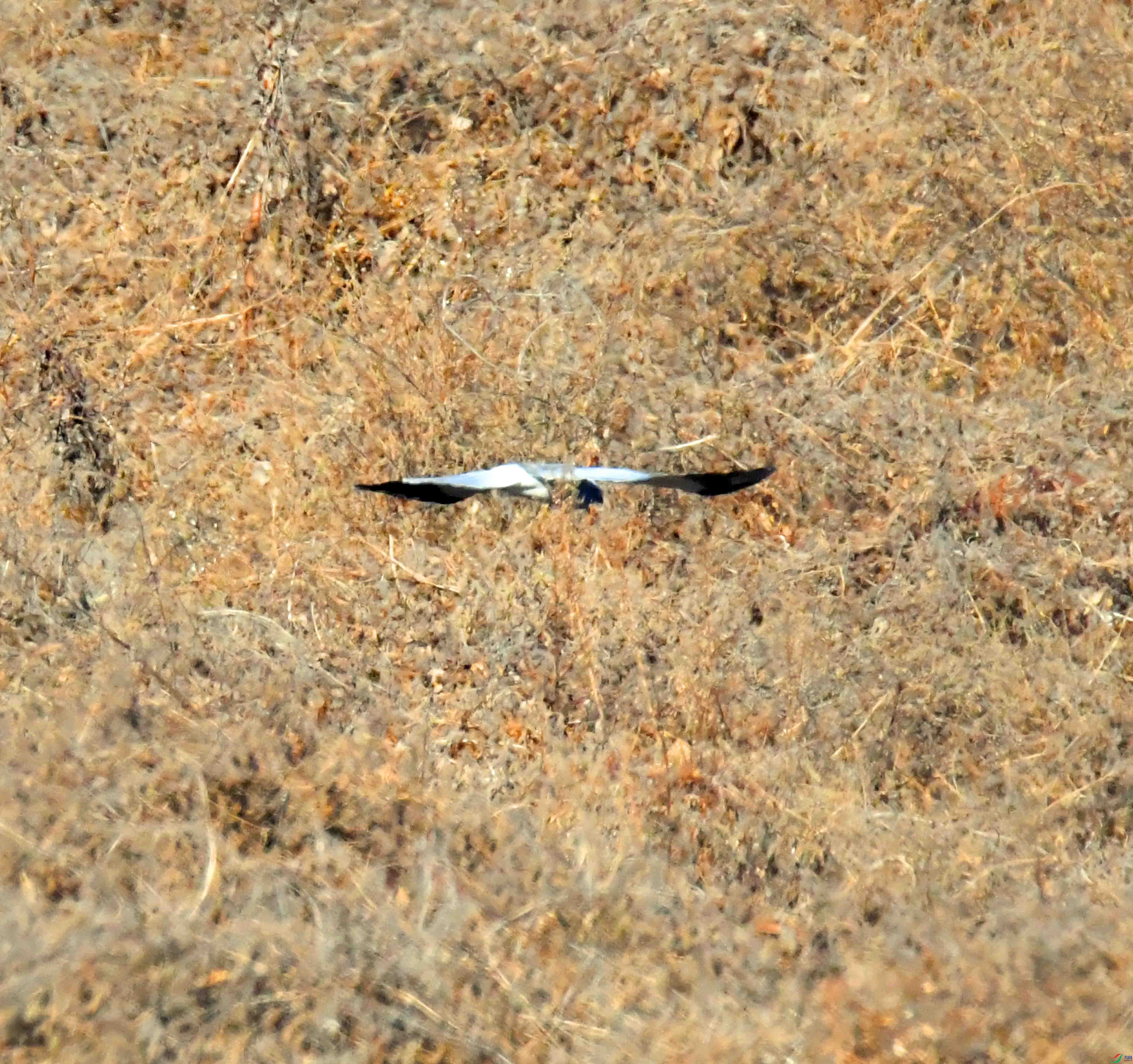 DSC_6806.JPG