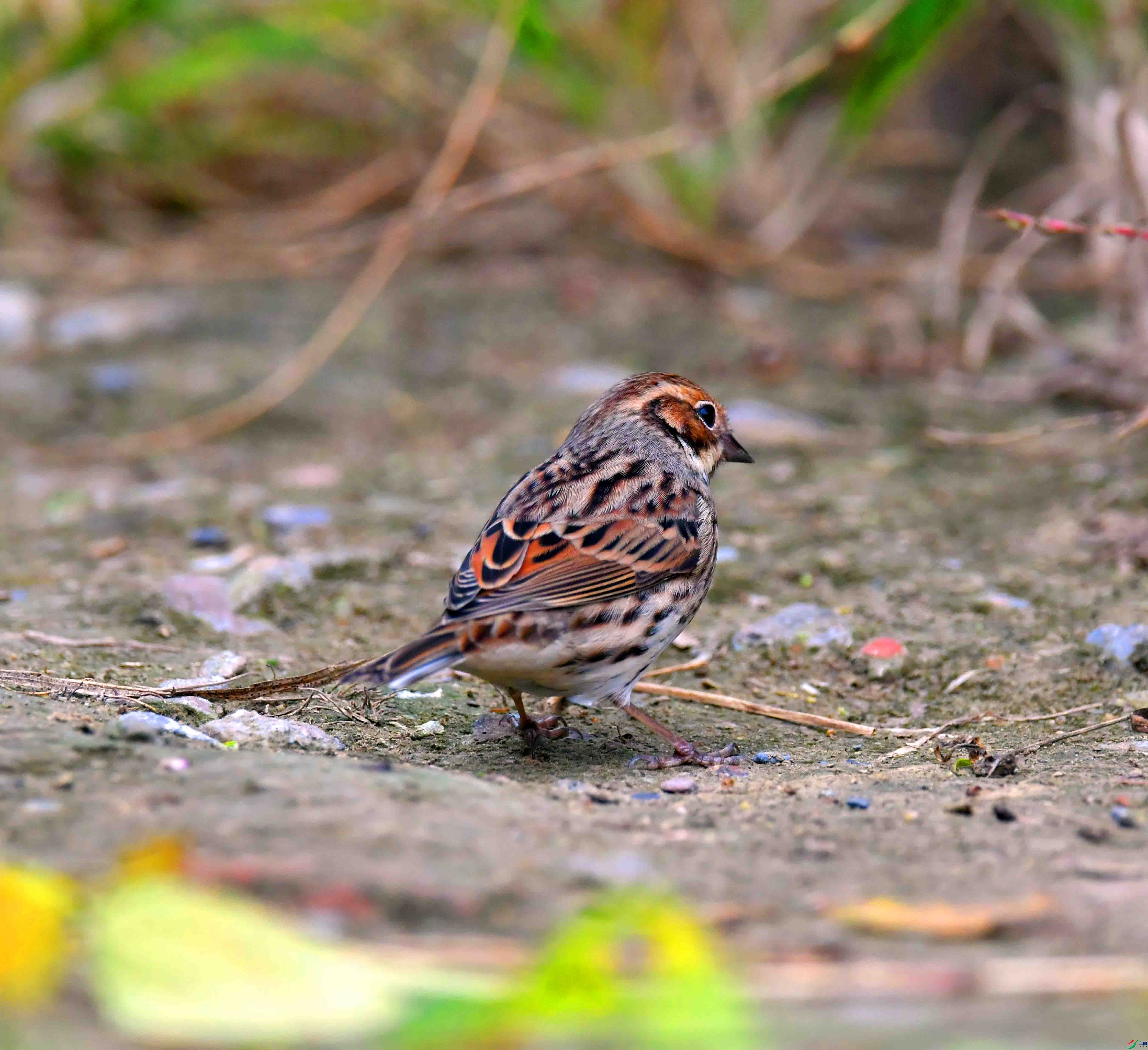 DSC_2782.JPG