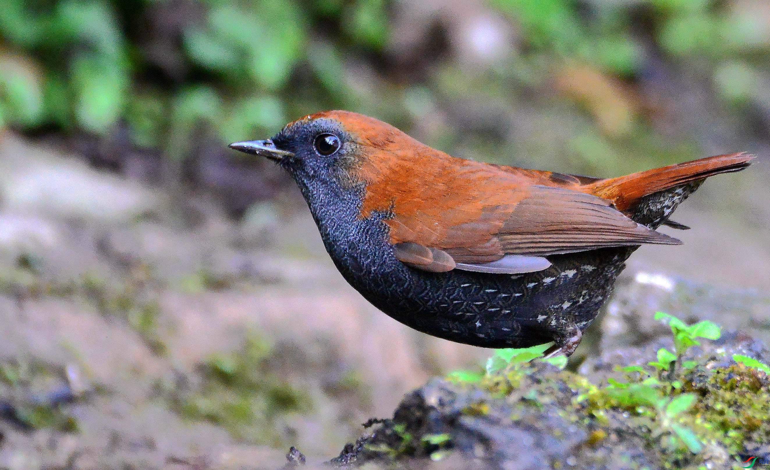 DSC_7021.JPG