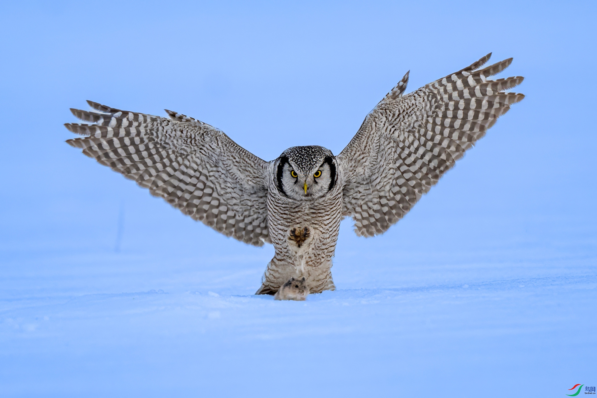 DSC_2374-denoise-sharpen.jpg