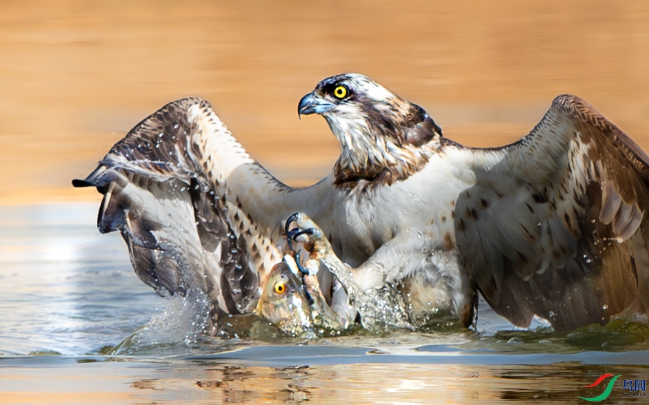 AY8I0089-����ǿ-NR ����.jpg