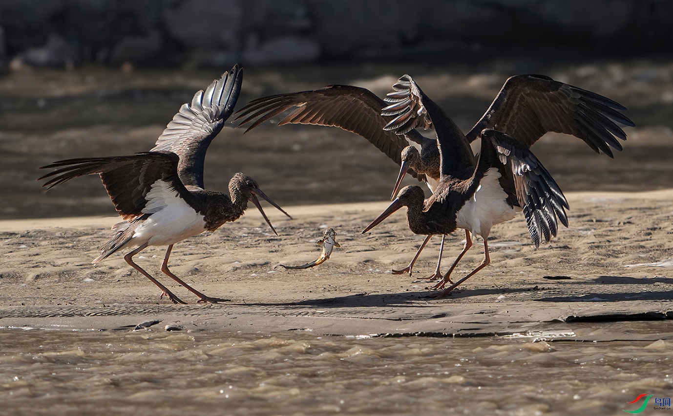 DSC02955 ����.jpg