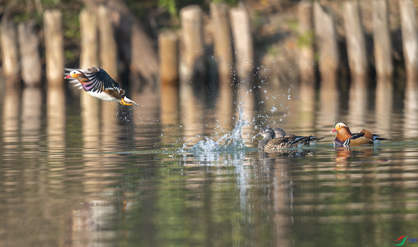 _DSC6378-NEF_DxO_DeepPRIME-1.jpg