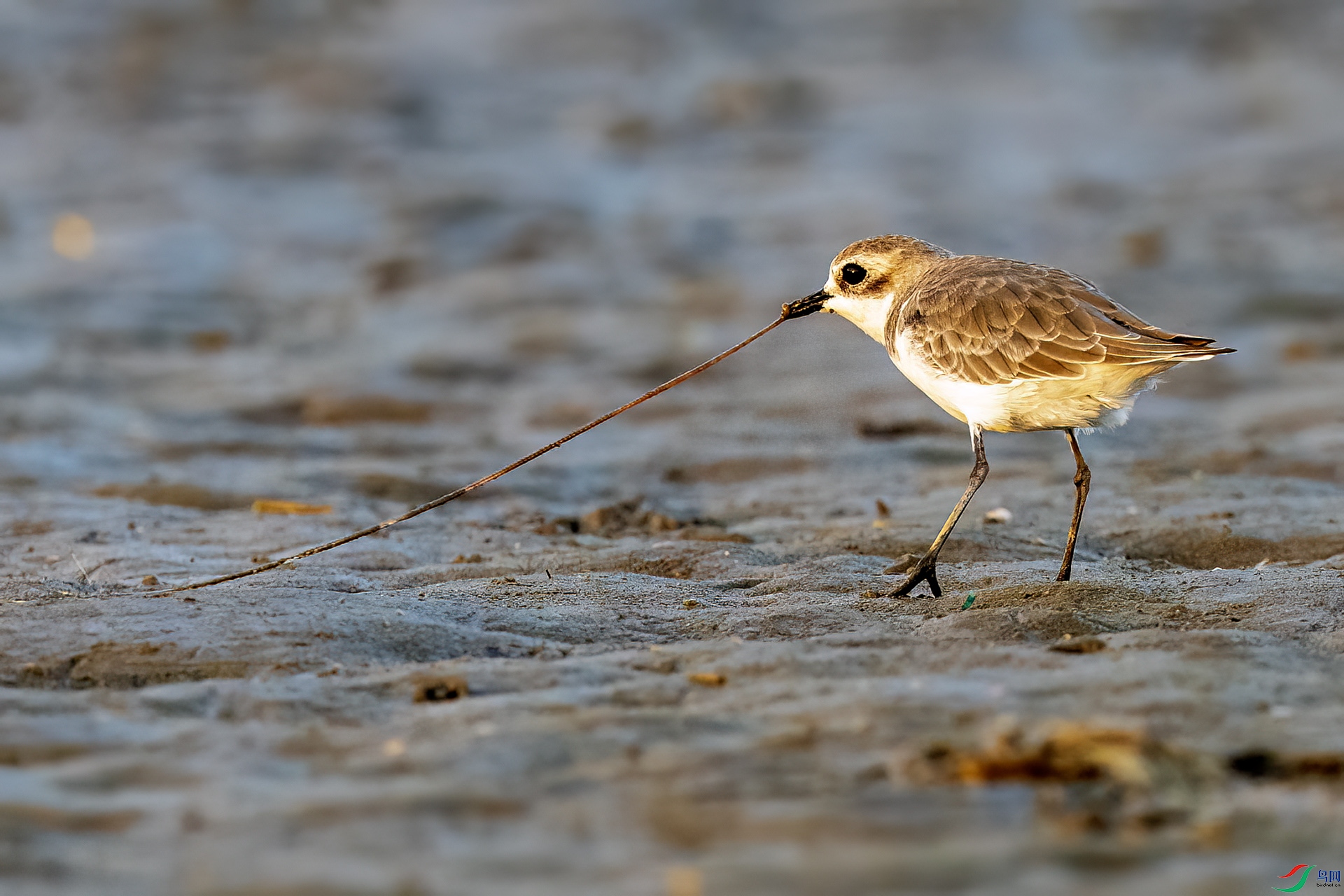 ���ɳ�a��ɳ��