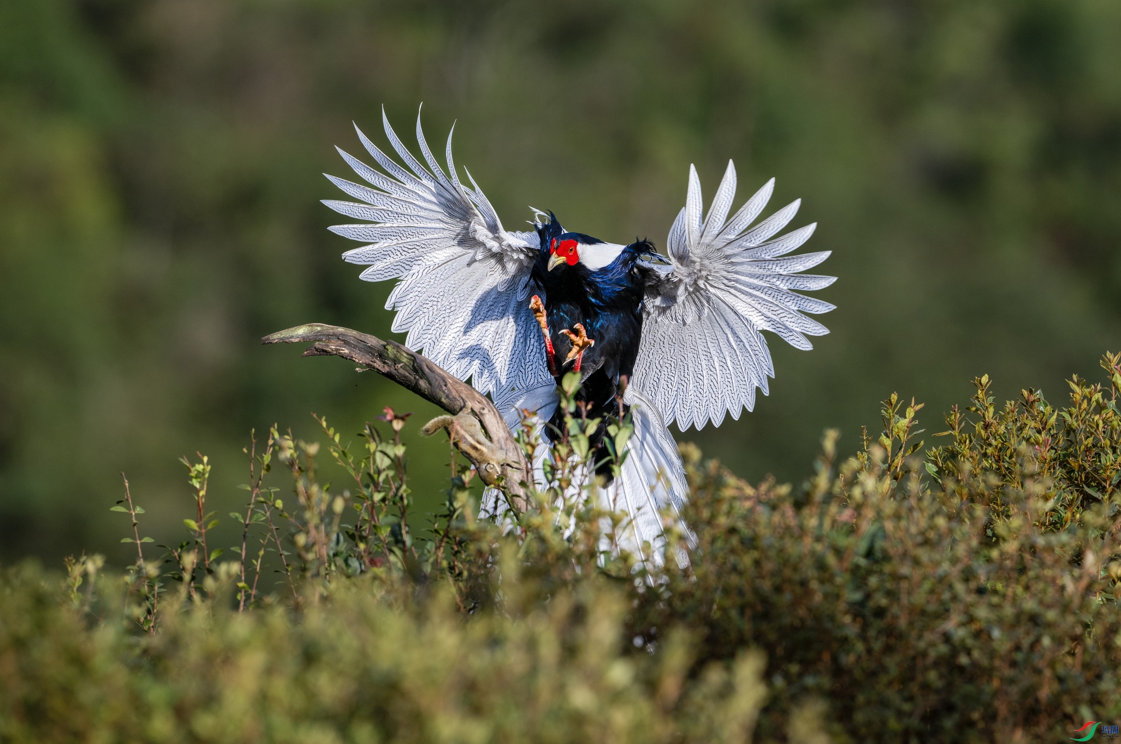 DSC_9862 ����x2.jpg