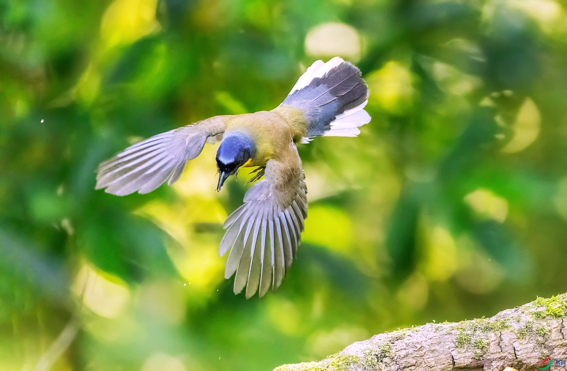 407A2524 ����-Sh---1 .jpg