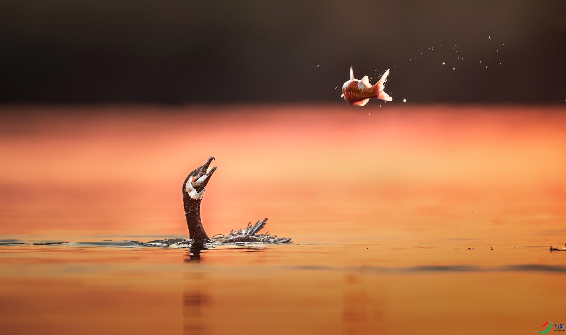 1_XXL2303-����ǿ-NR-1-1 2.jpeg