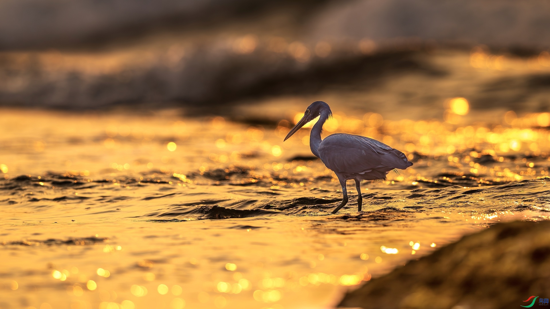 1_XXL8141-����ǿ-NR ����.jpeg