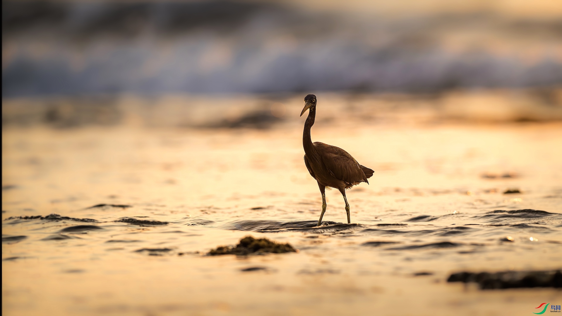 1_XXL8195-����ǿ-NR ����.jpg