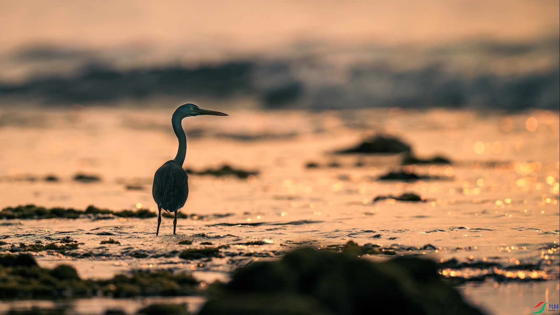 1_XXL8800-����ǿ-NR ����.jpeg