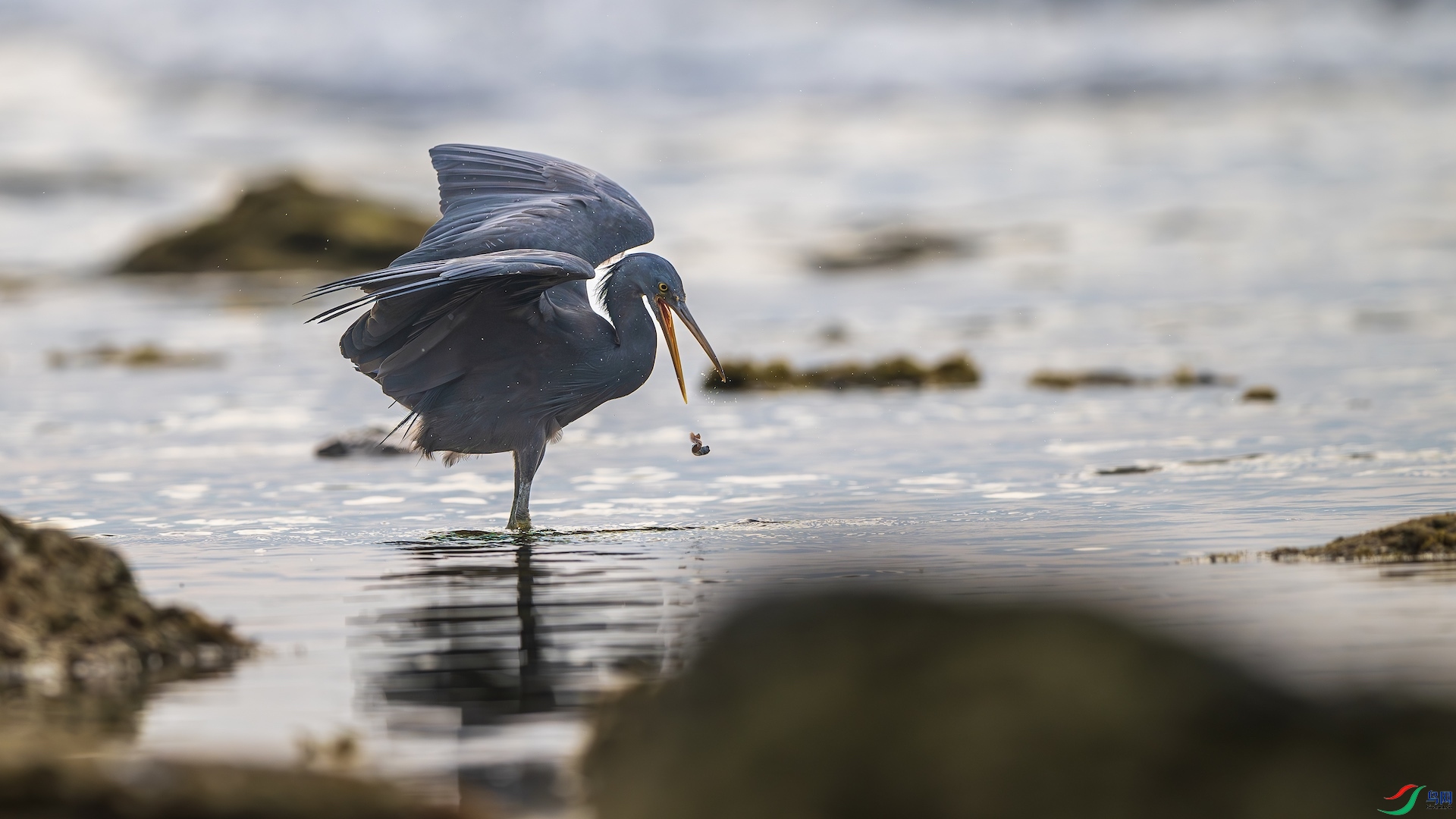 1_XXL8960-����ǿ-NR ����.jpeg