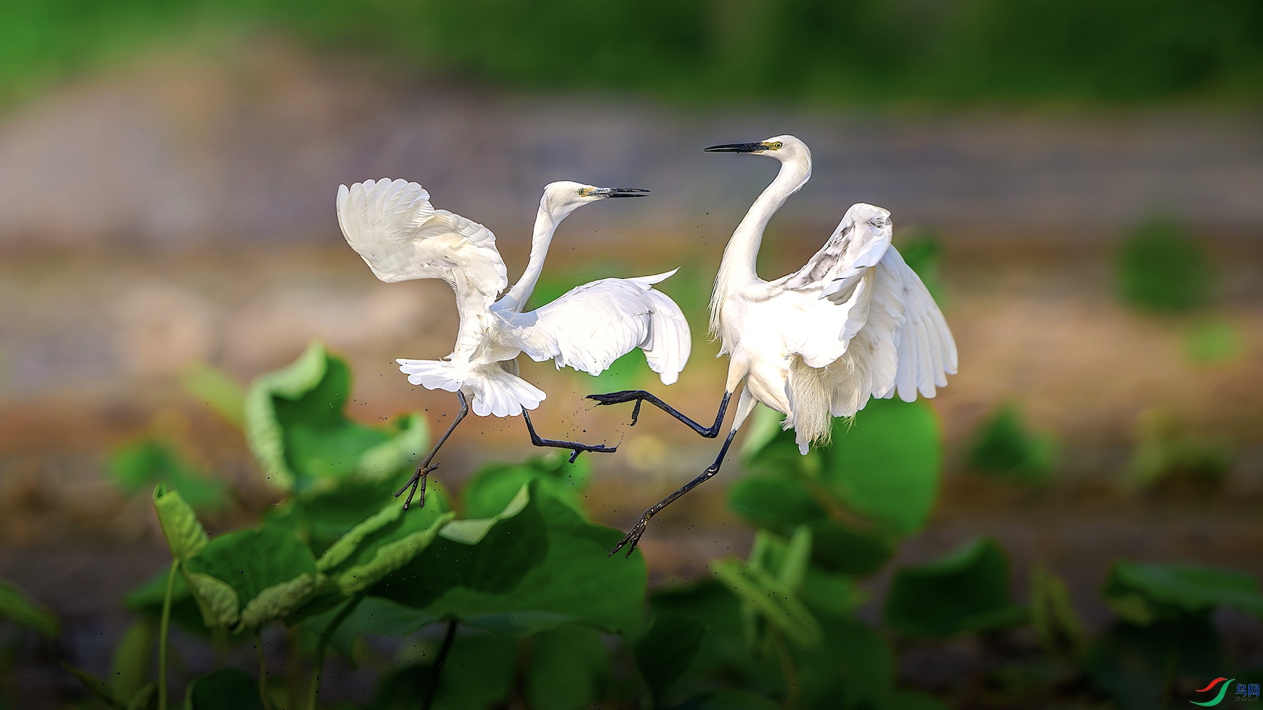 12_XXL7071-����ǿ-NR ���� 3.jpg456..jpg