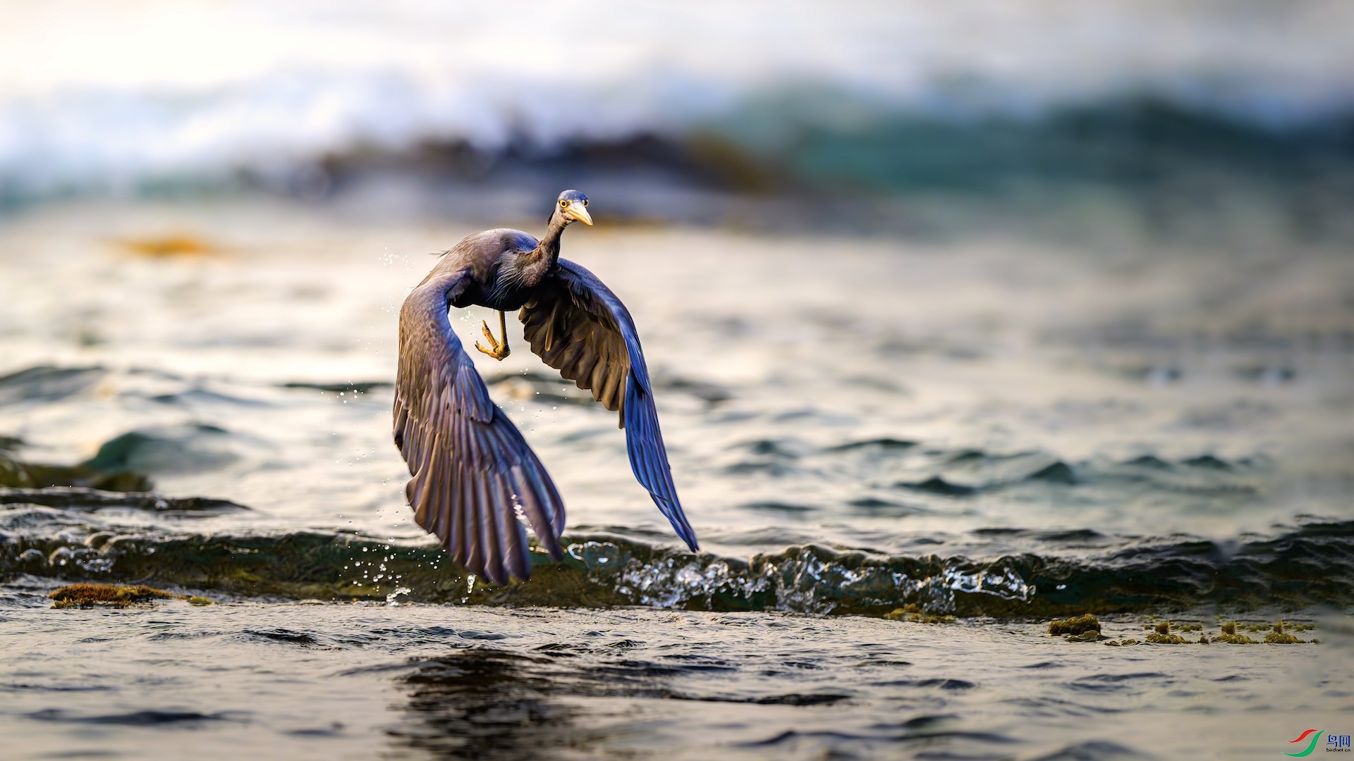 55_XXL5742-����ǿ-NR ����.jpeg