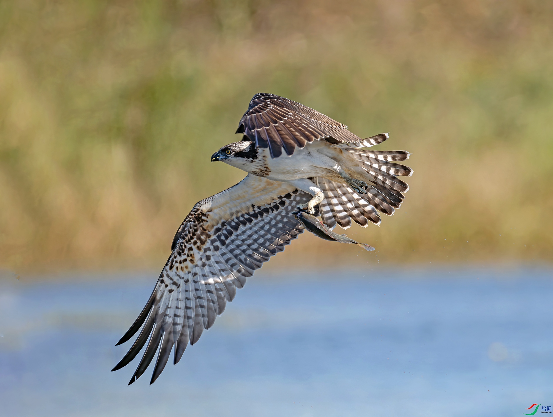 DSC_1123d2.jpg