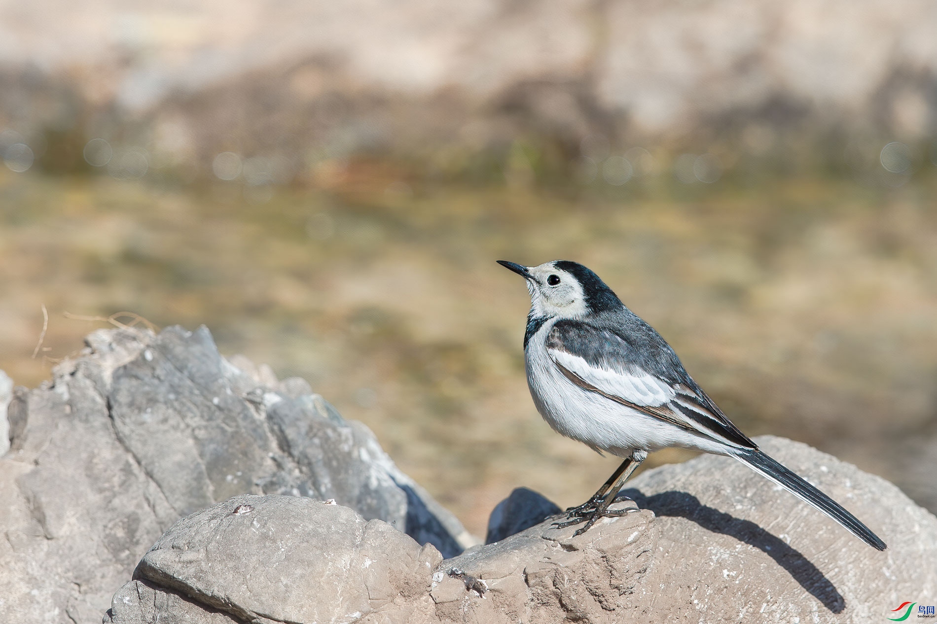AQ4P0629-1.jpg