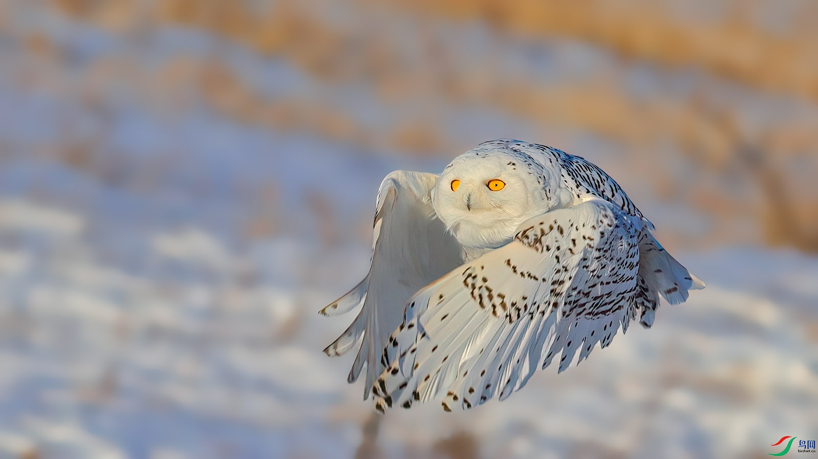 2P5A1697-DeNoiseAI-clear (1).jpg