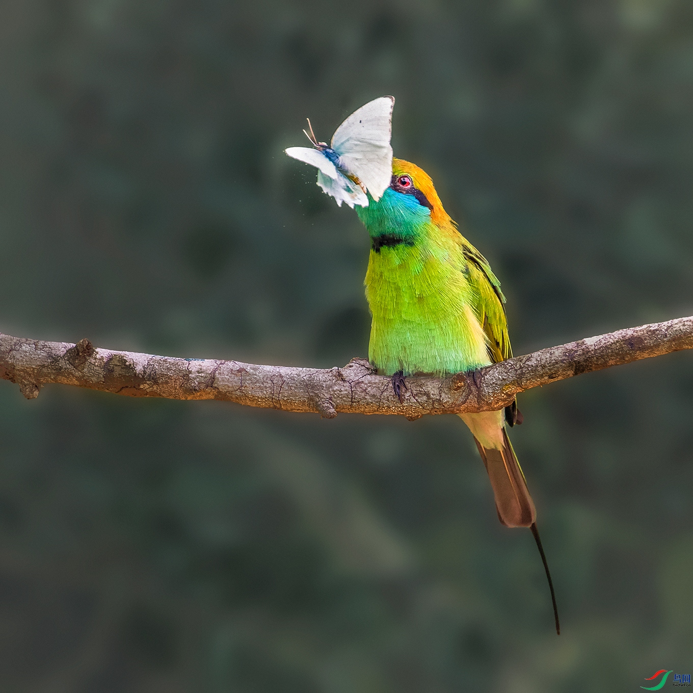 �̺��仢----�������