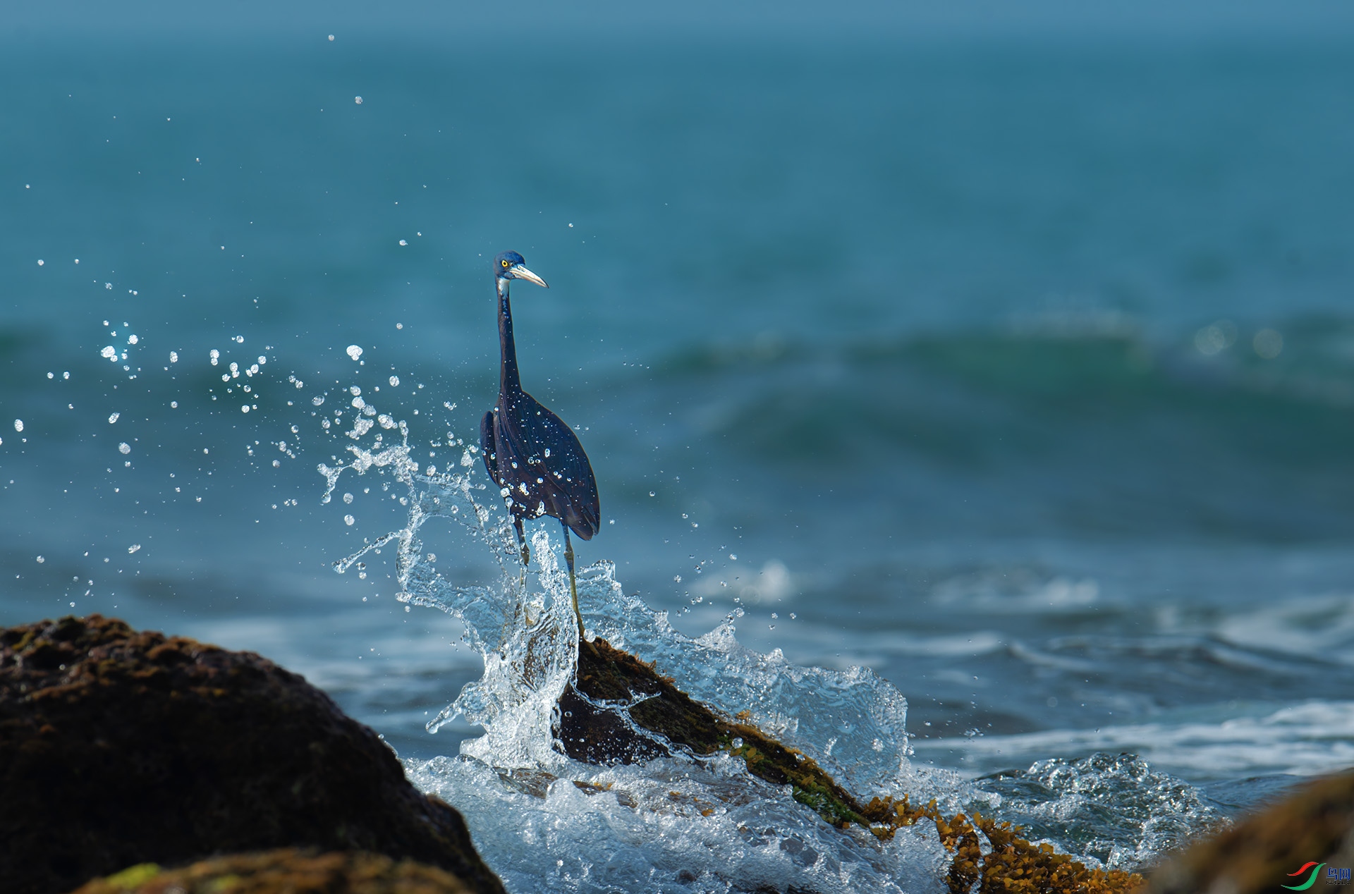 DSC_2972-1.jpg