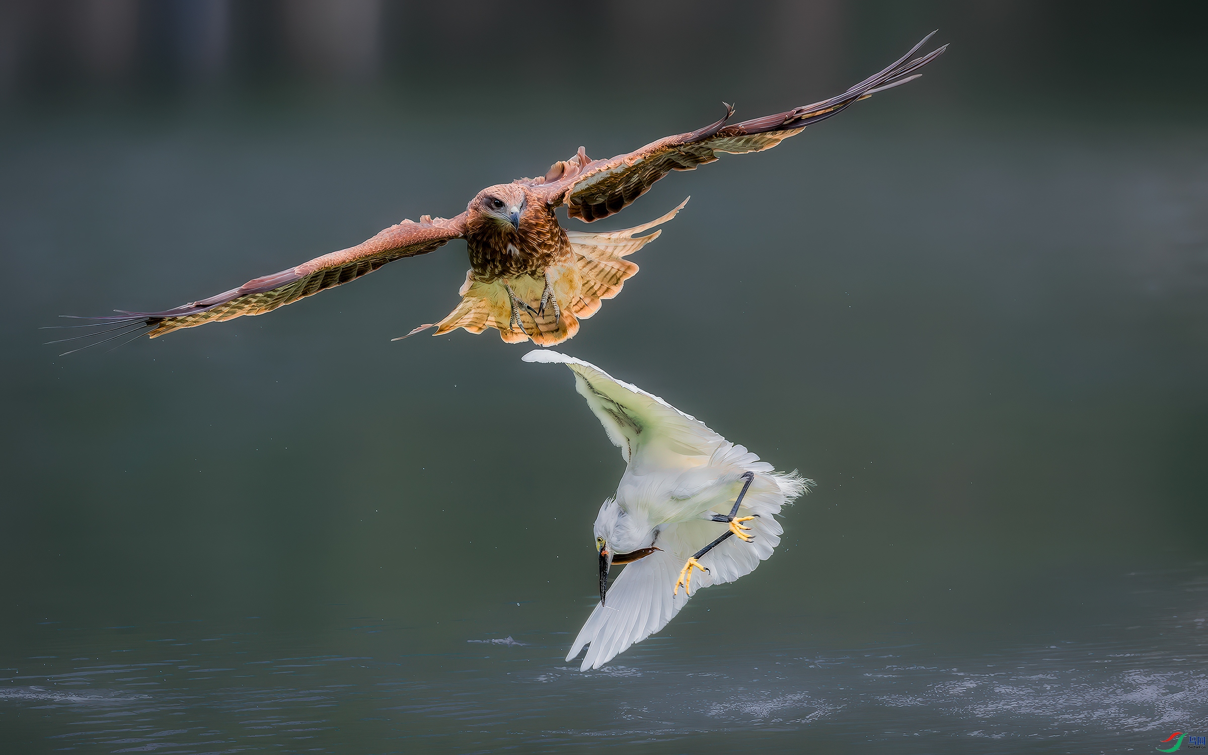 DSC_1847-����ǿ-NR ����.jpg