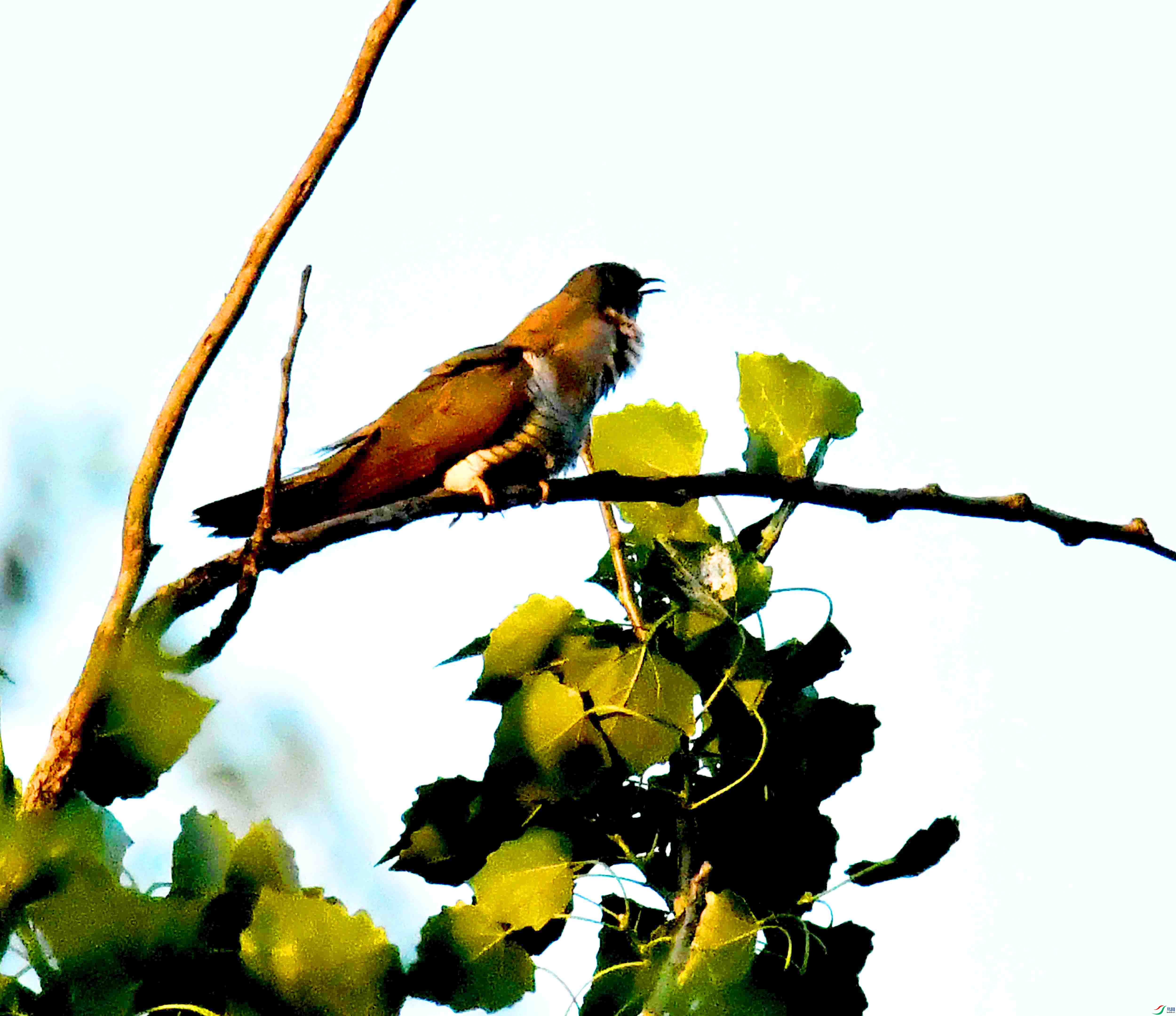 DSC_0993.JPG