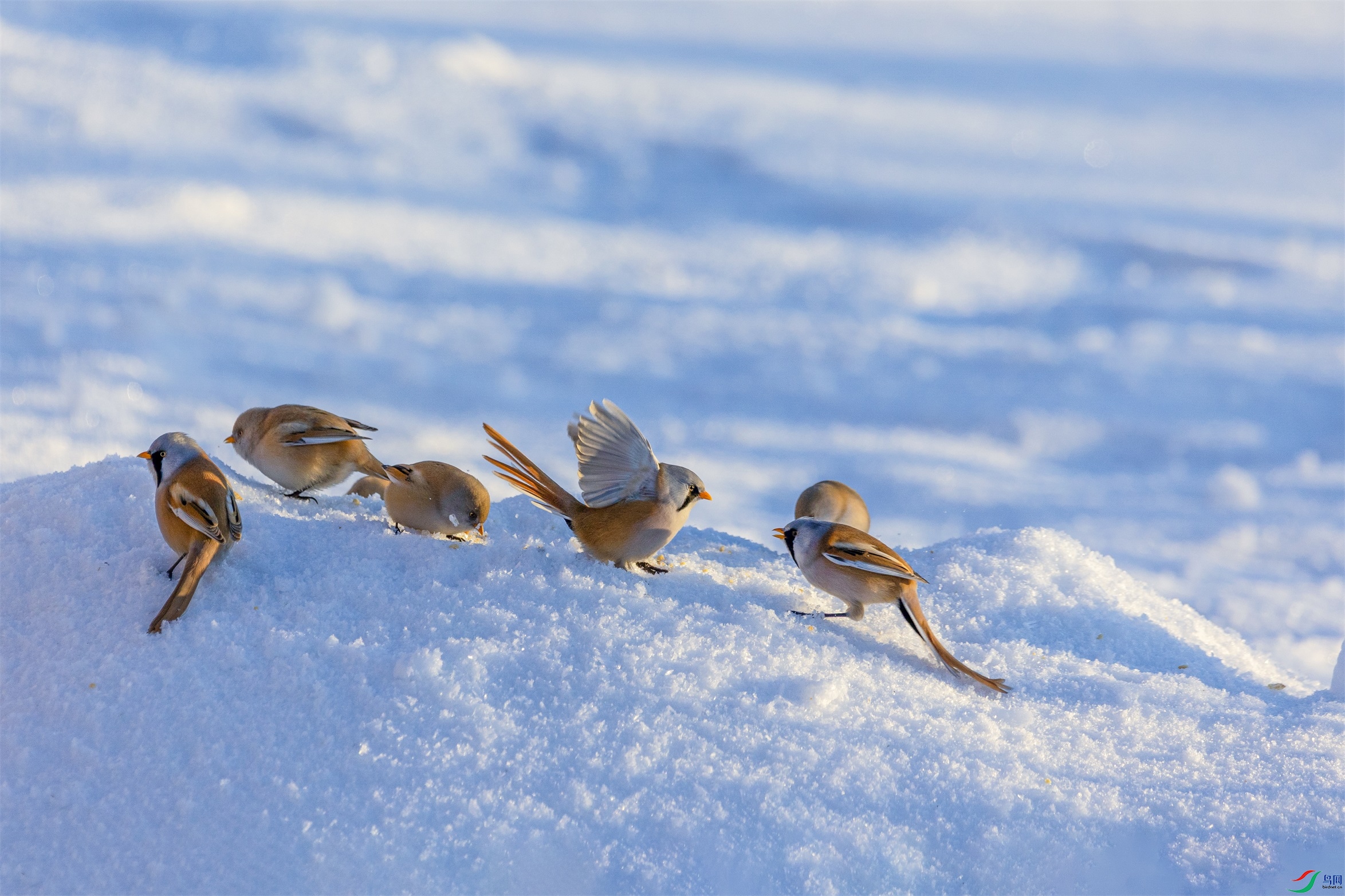 1K3A1036 ����1.jpg