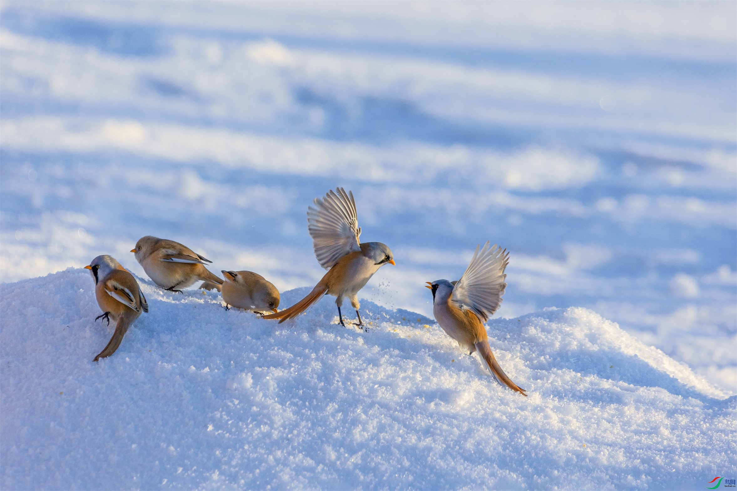 1K3A1037 ����1.jpg