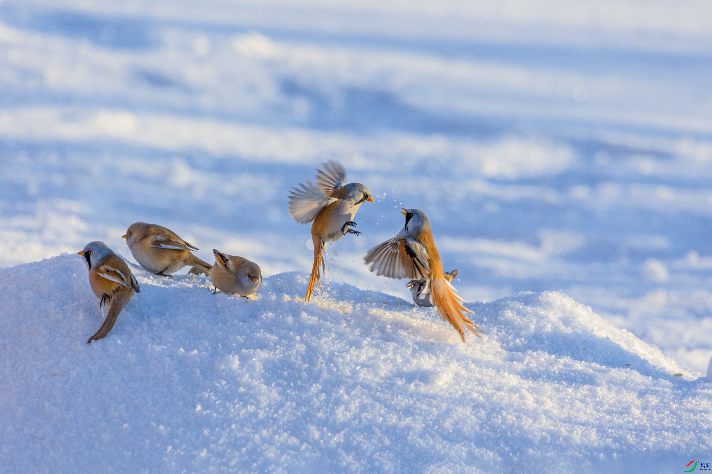 1K3A1038 ����1.jpg