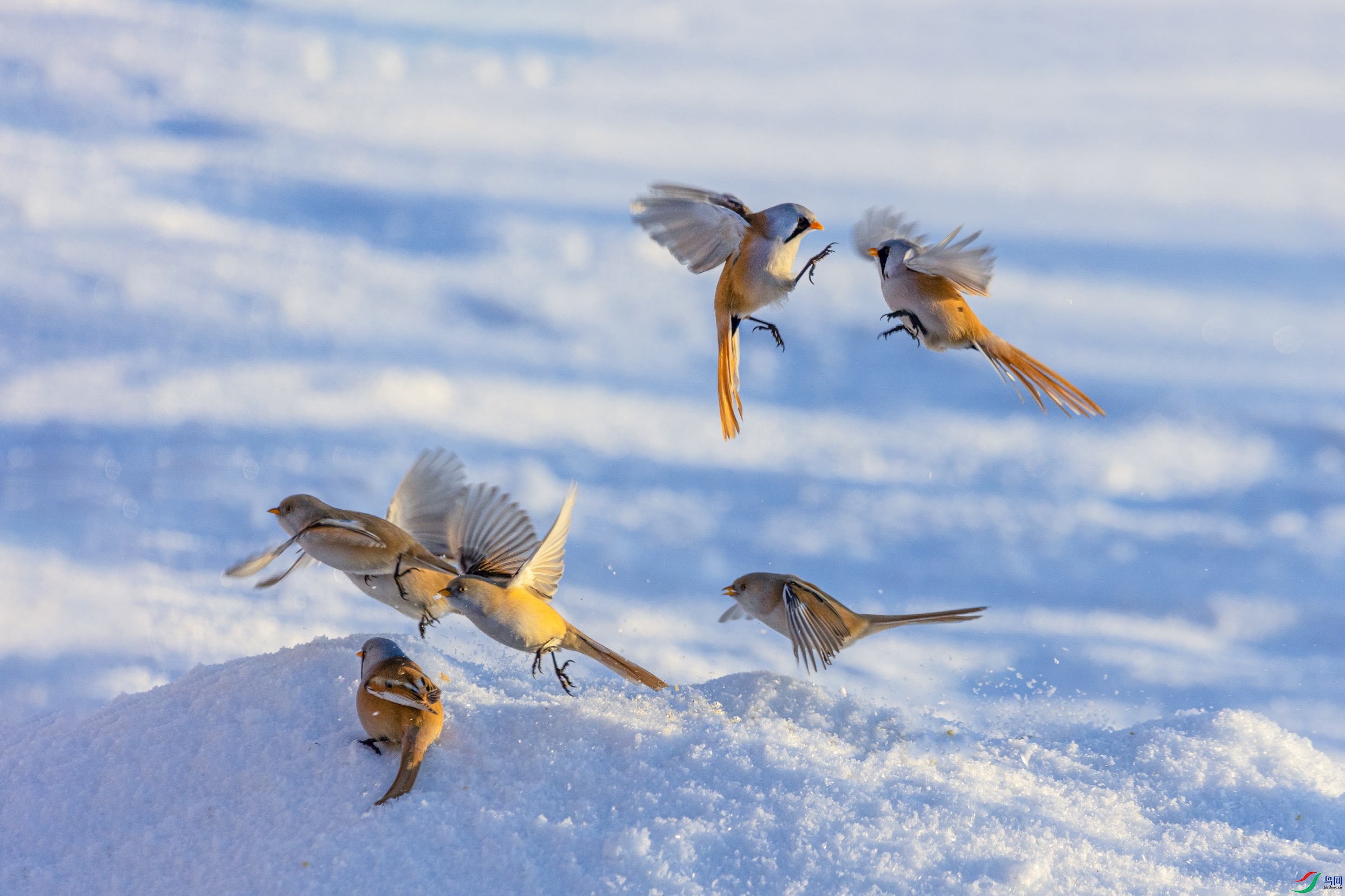 1K3A1041 ����1.jpg