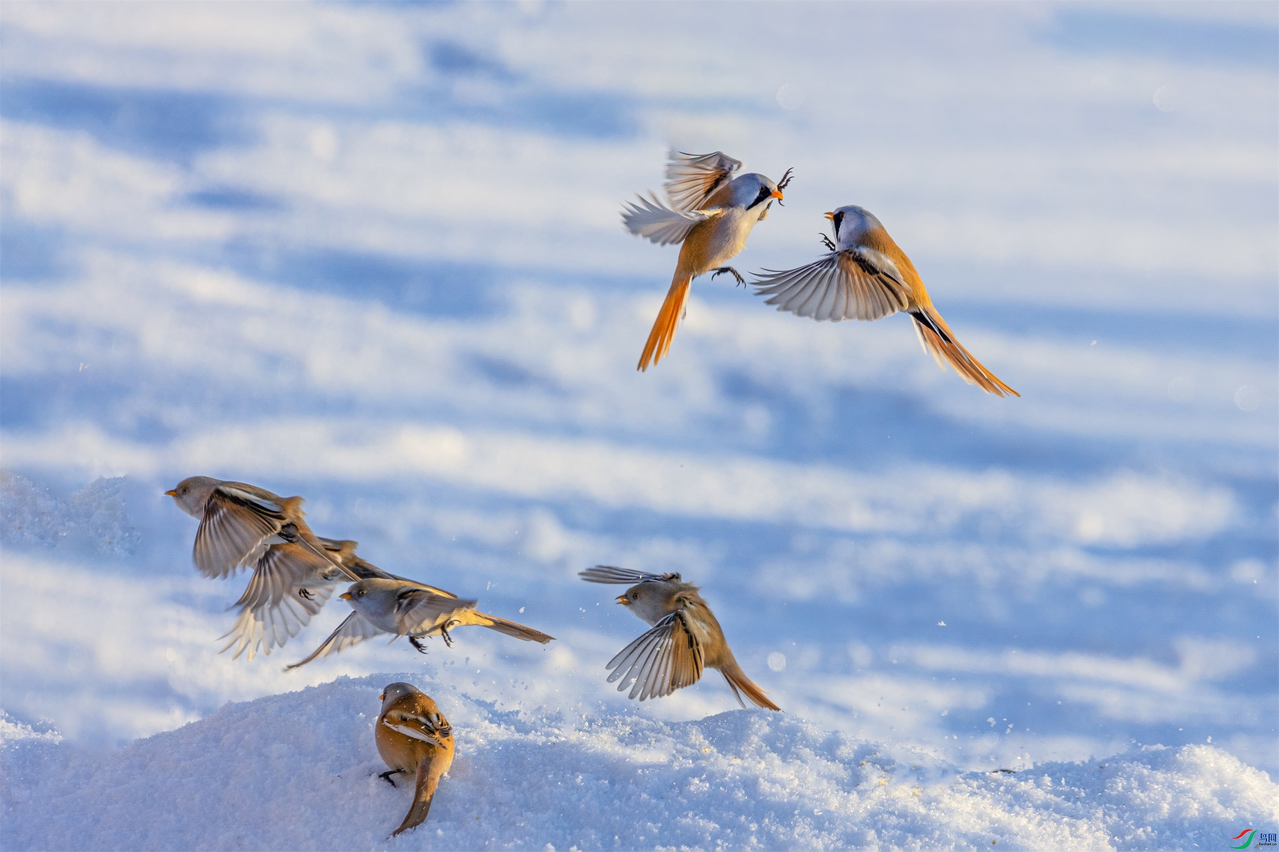 1K3A1042 ����2.jpg