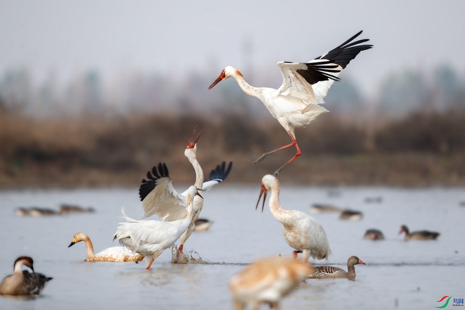 AQ9I6785 ����.jpg