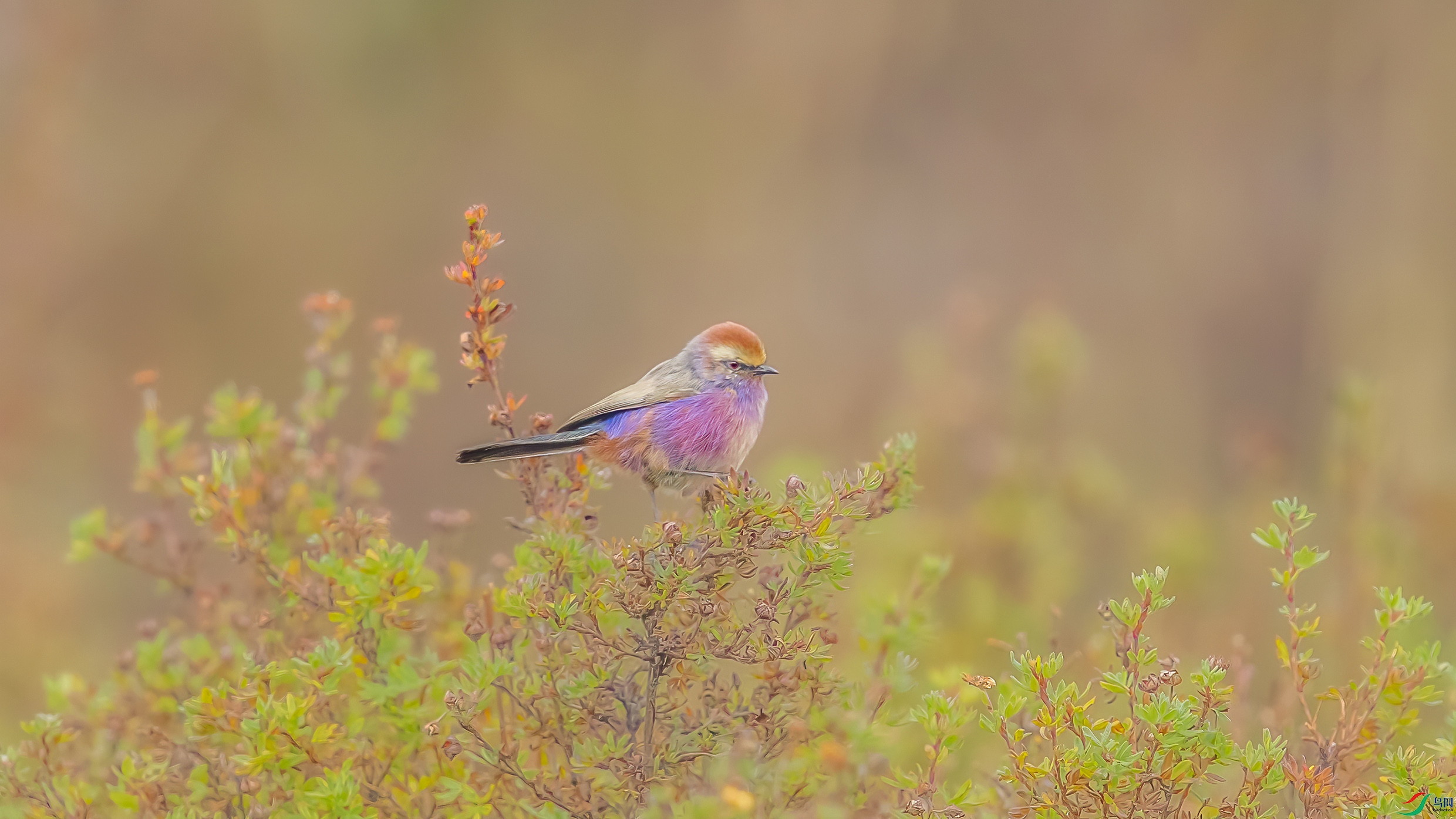 C09R8814 ����.jpg