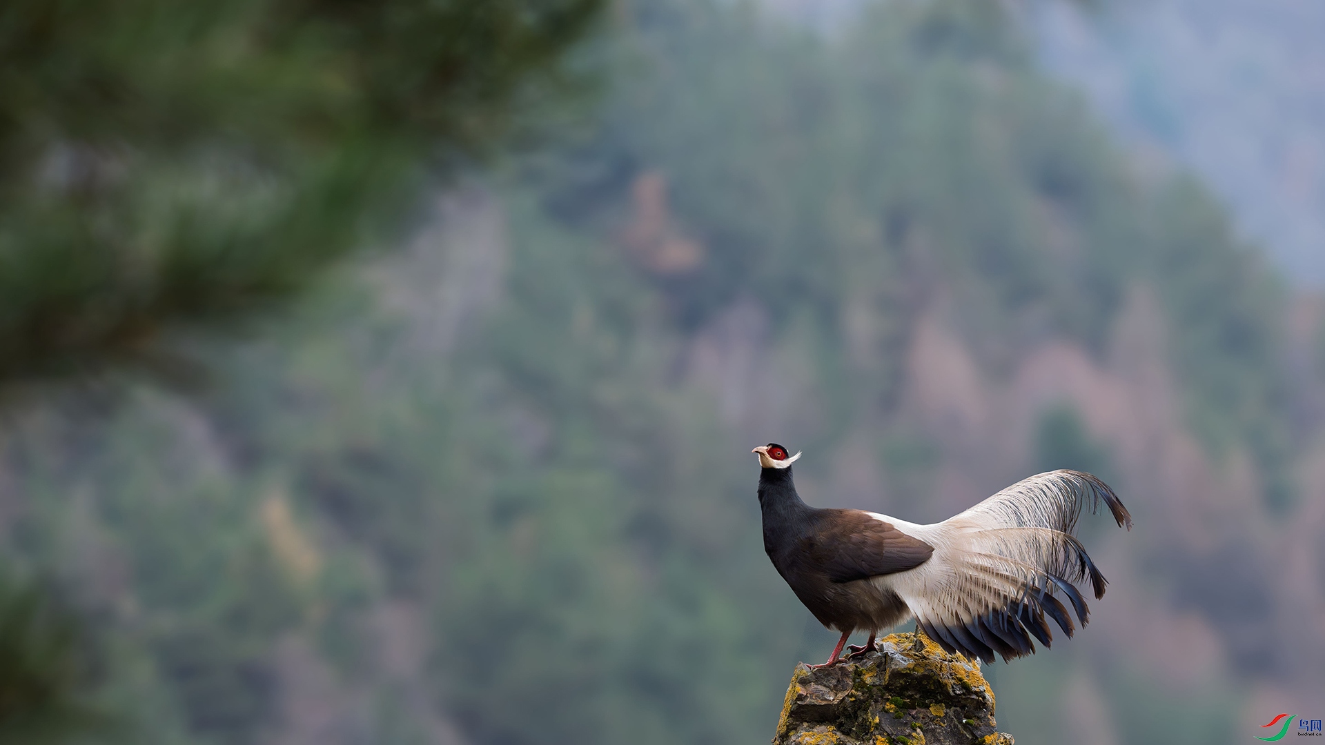 ��������ֻ����