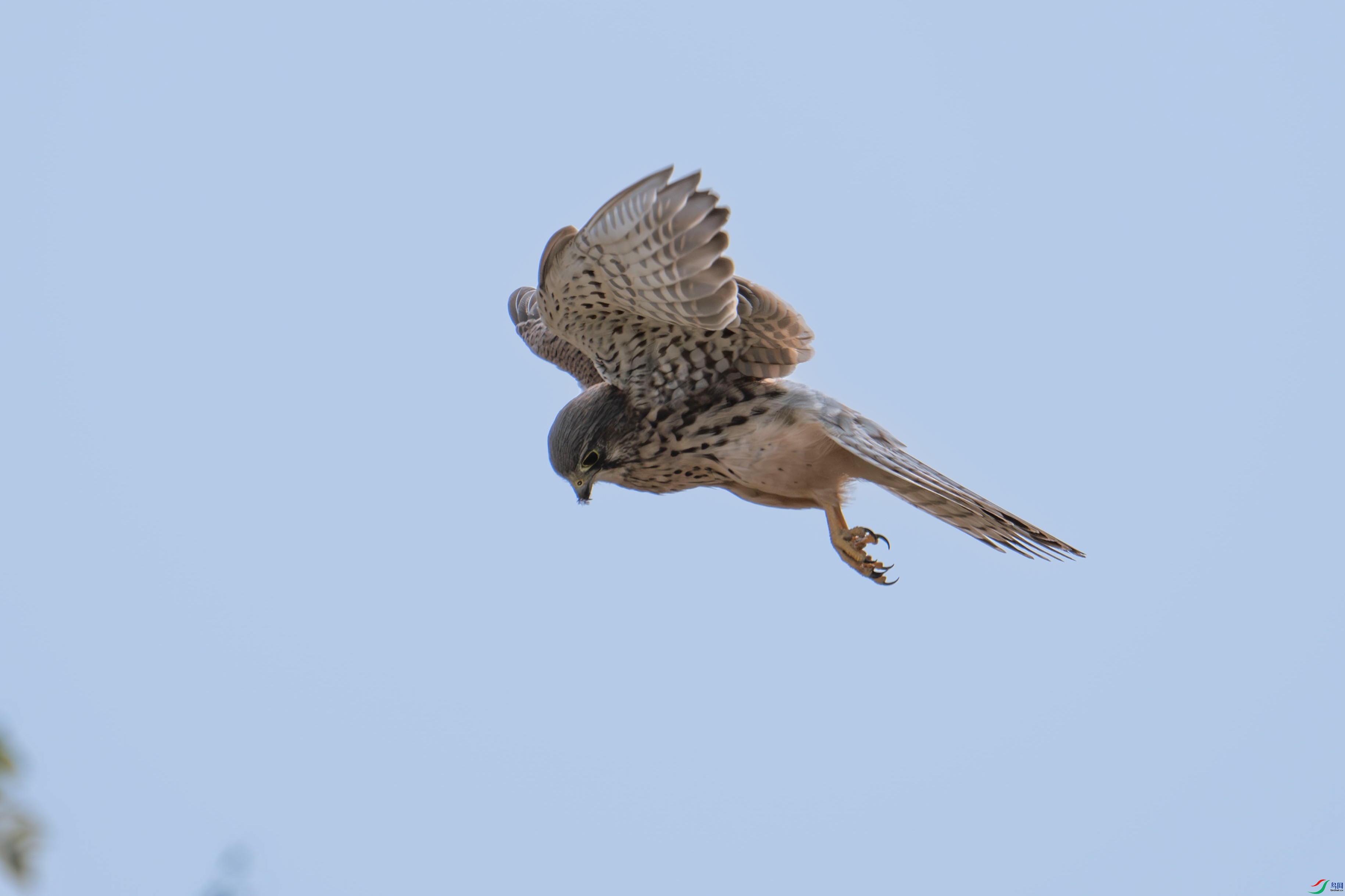 DSC_4524.jpg