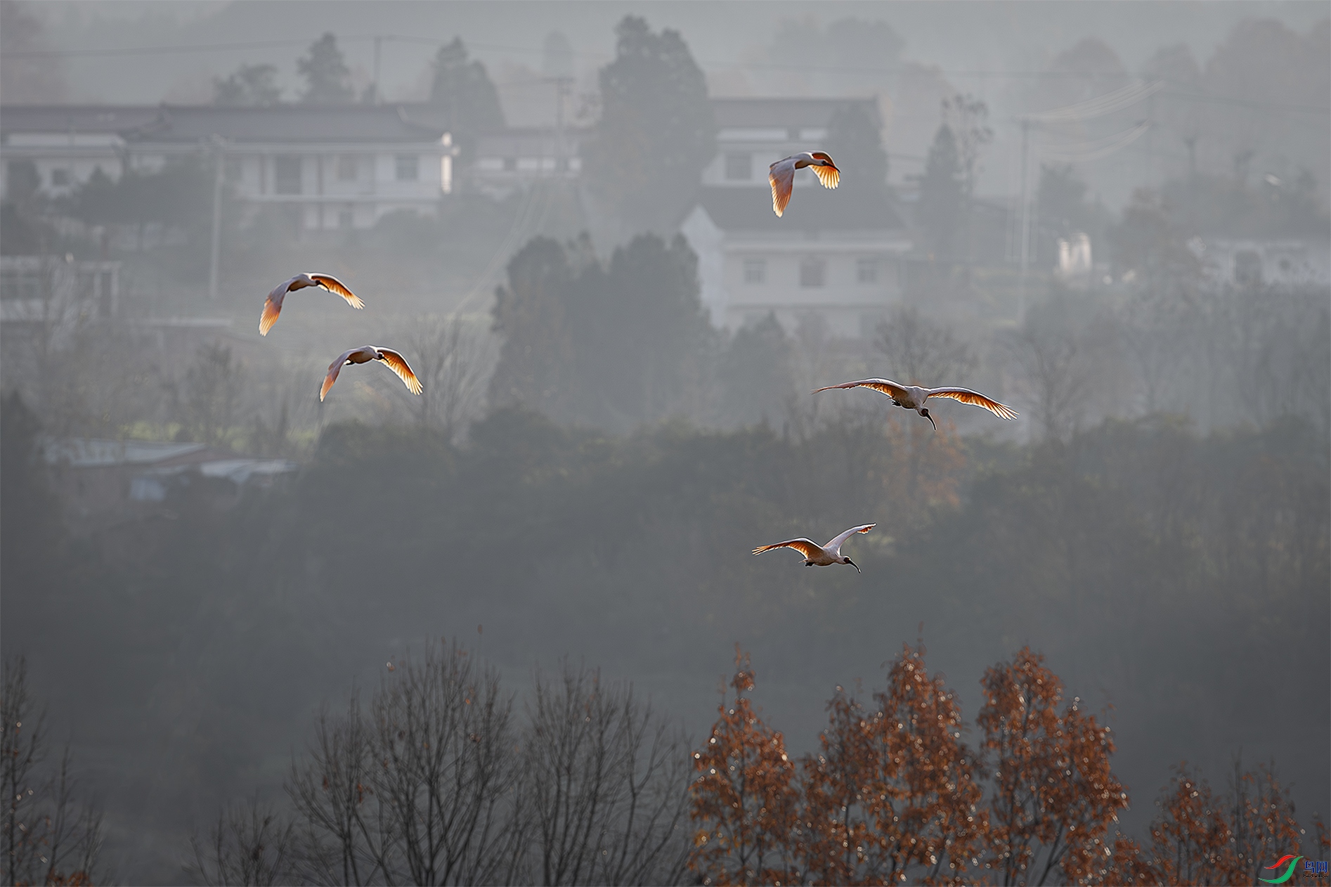 _31A7454-����ǿ-NR ����.jpg