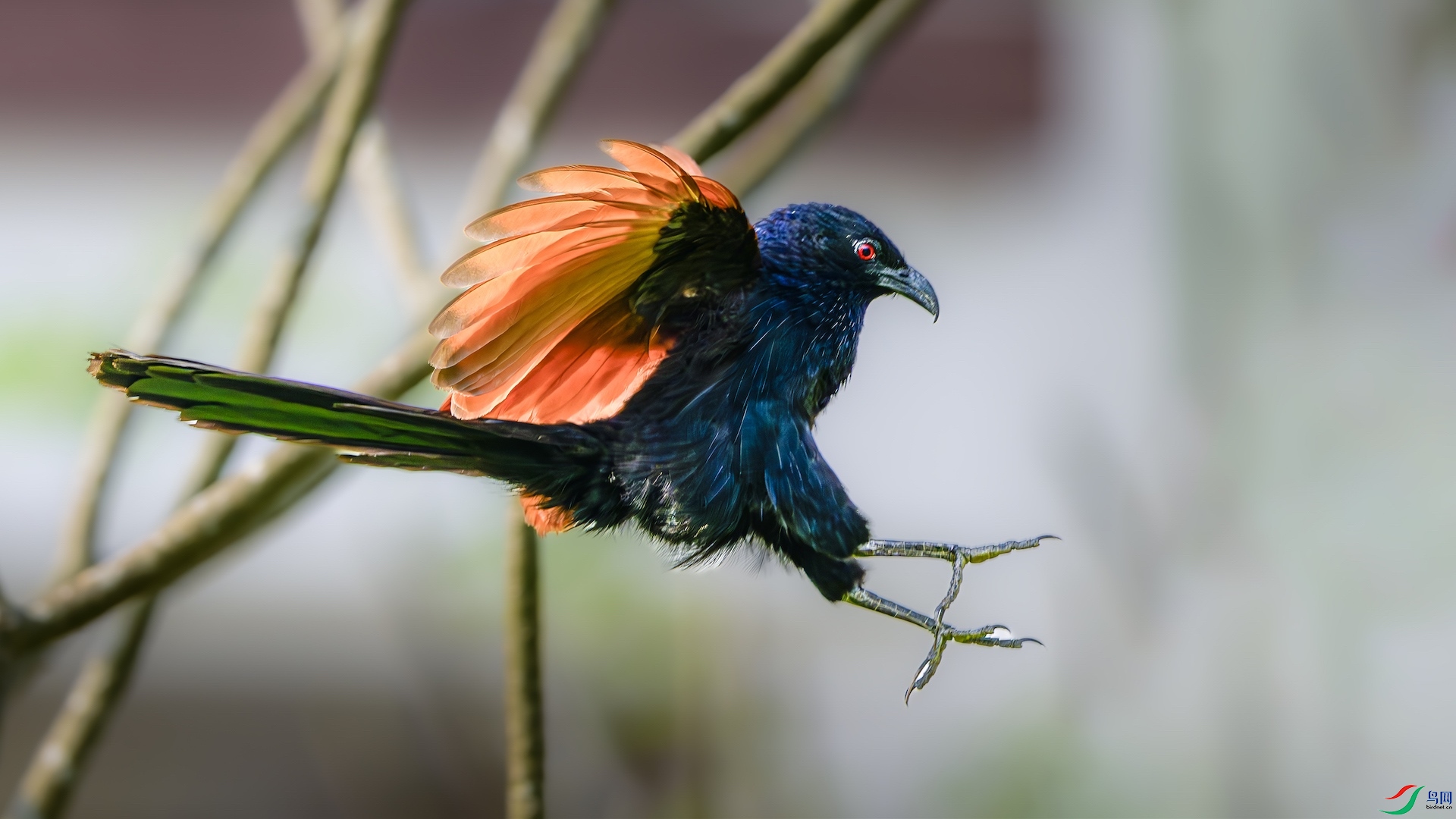 4_DSC4262-����ǿ-NR ���� 2.jpeg