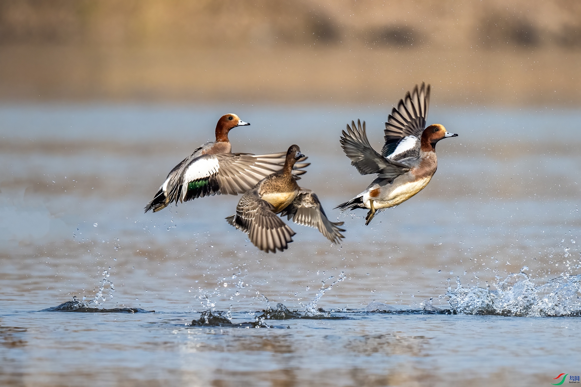 DSC_1406v.jpg
