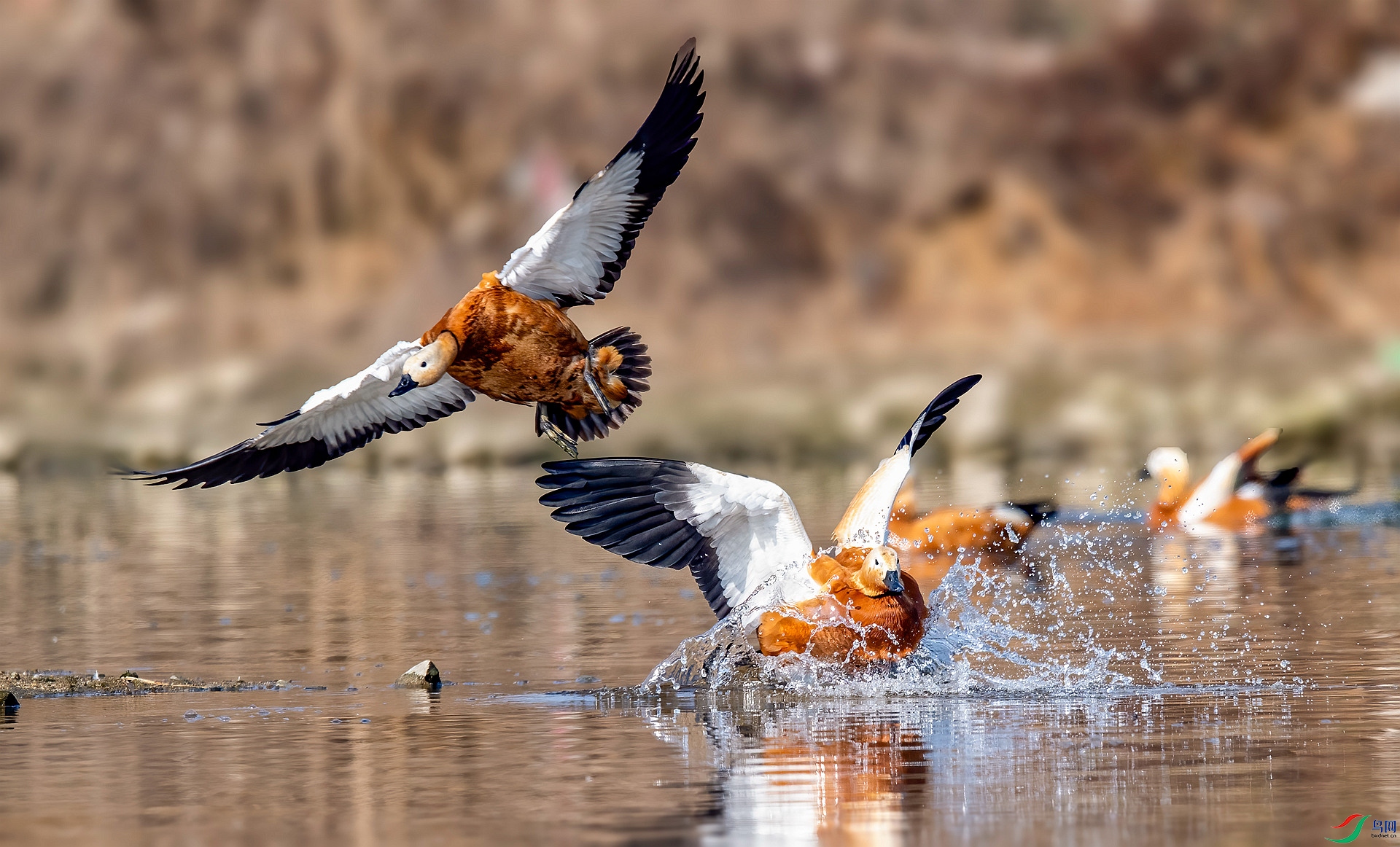 DSC_9667 ����_����.jpg