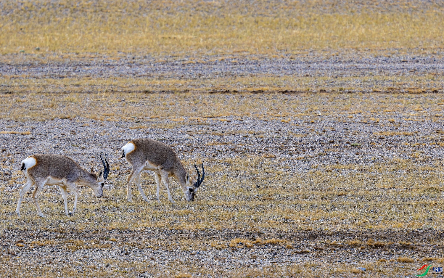 ��ԭ�� (7)-1.jpg