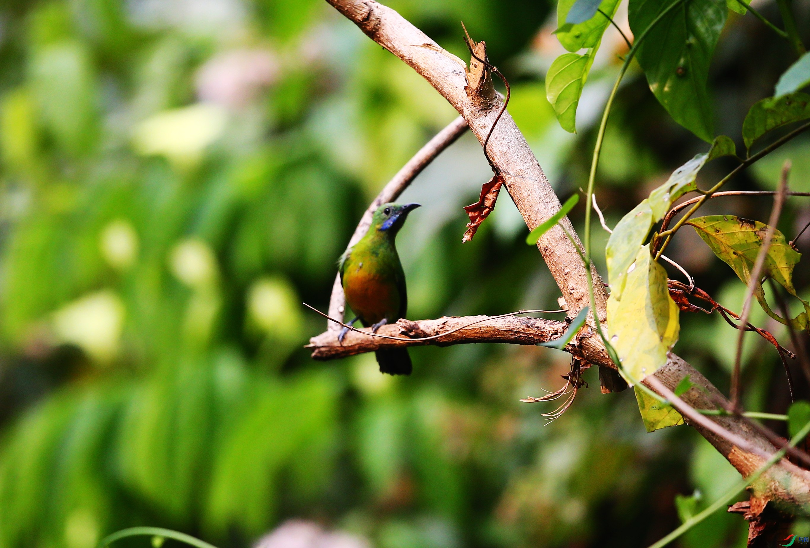 �ȸ�Ҷ�� (18).JPG