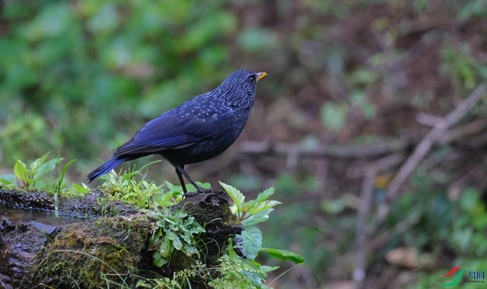 DSCF5040.1.jpg