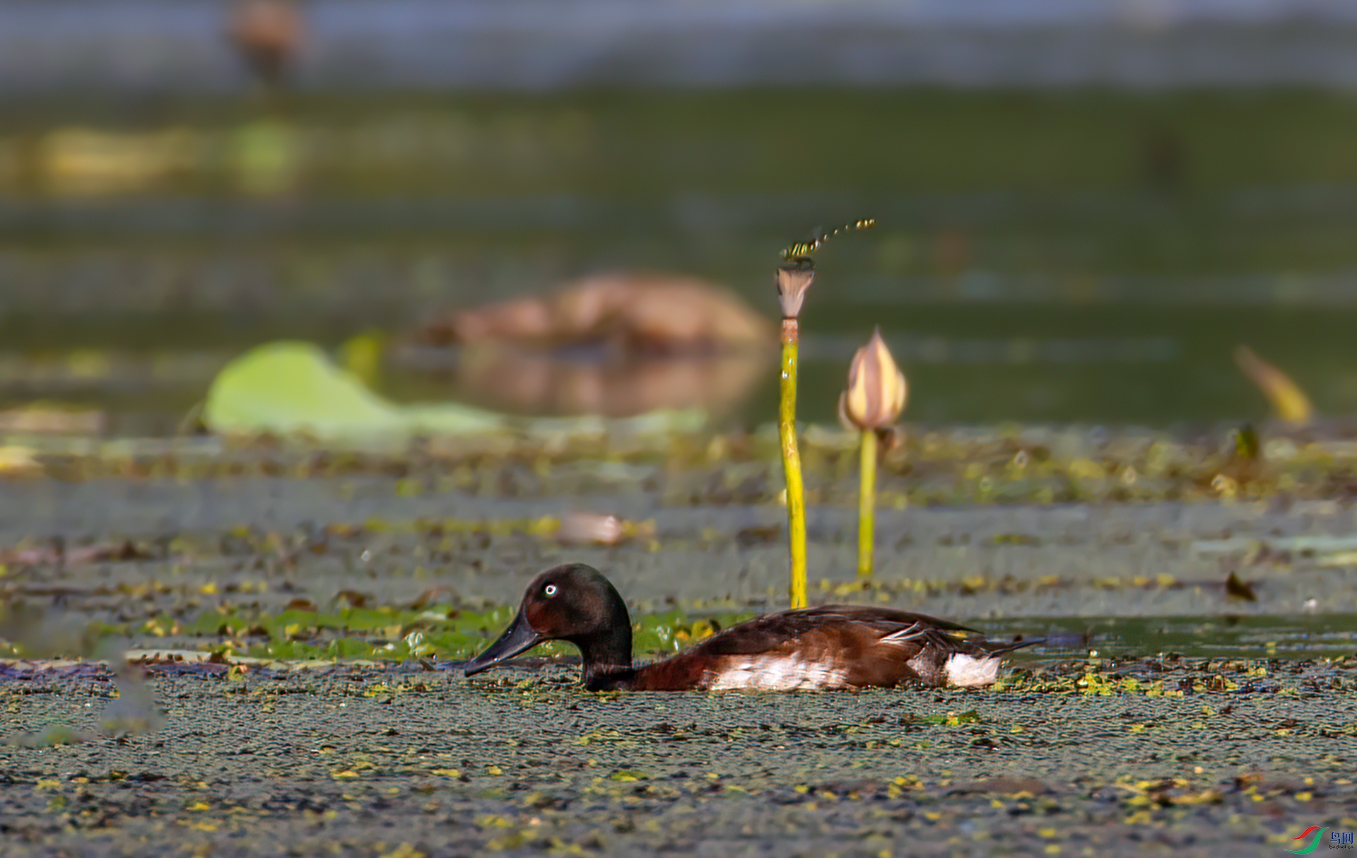 407A5346 ����-Sha----1 .jpg