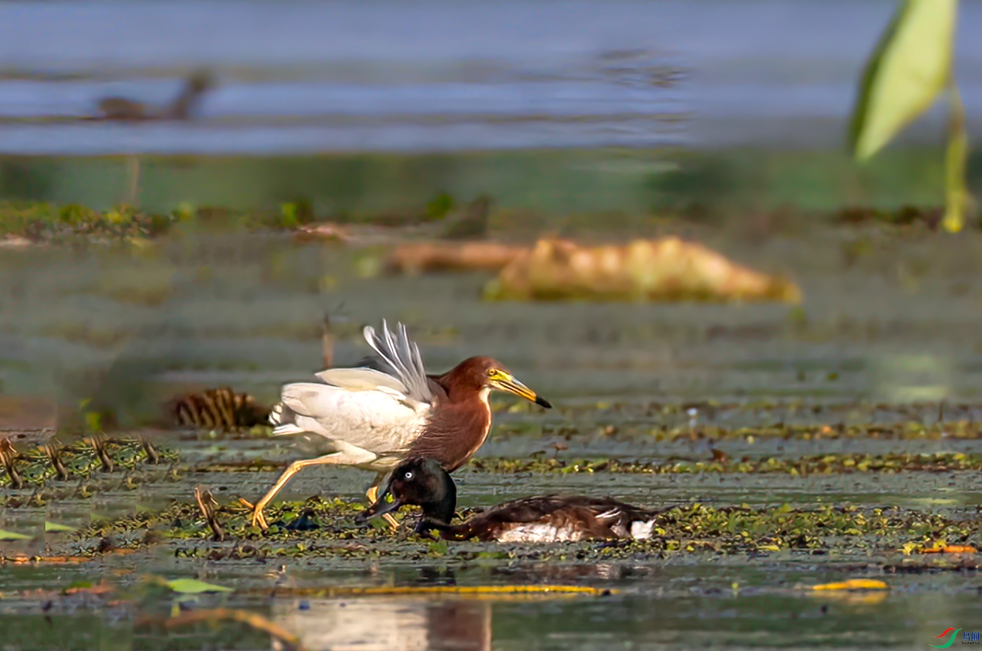 407A5305 ����-Sha---1 .jpg