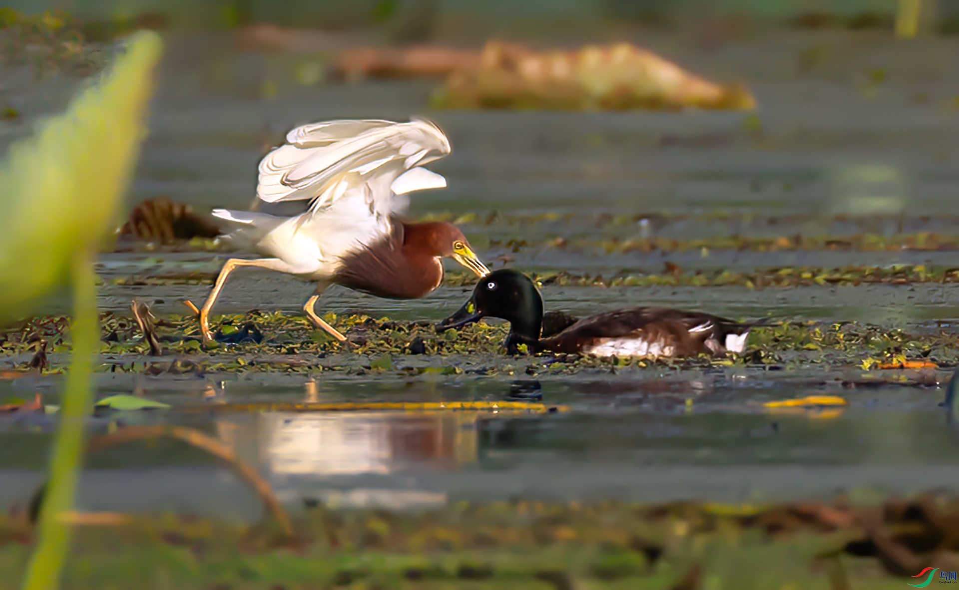 407A5302 ����-Shar---1 .jpg