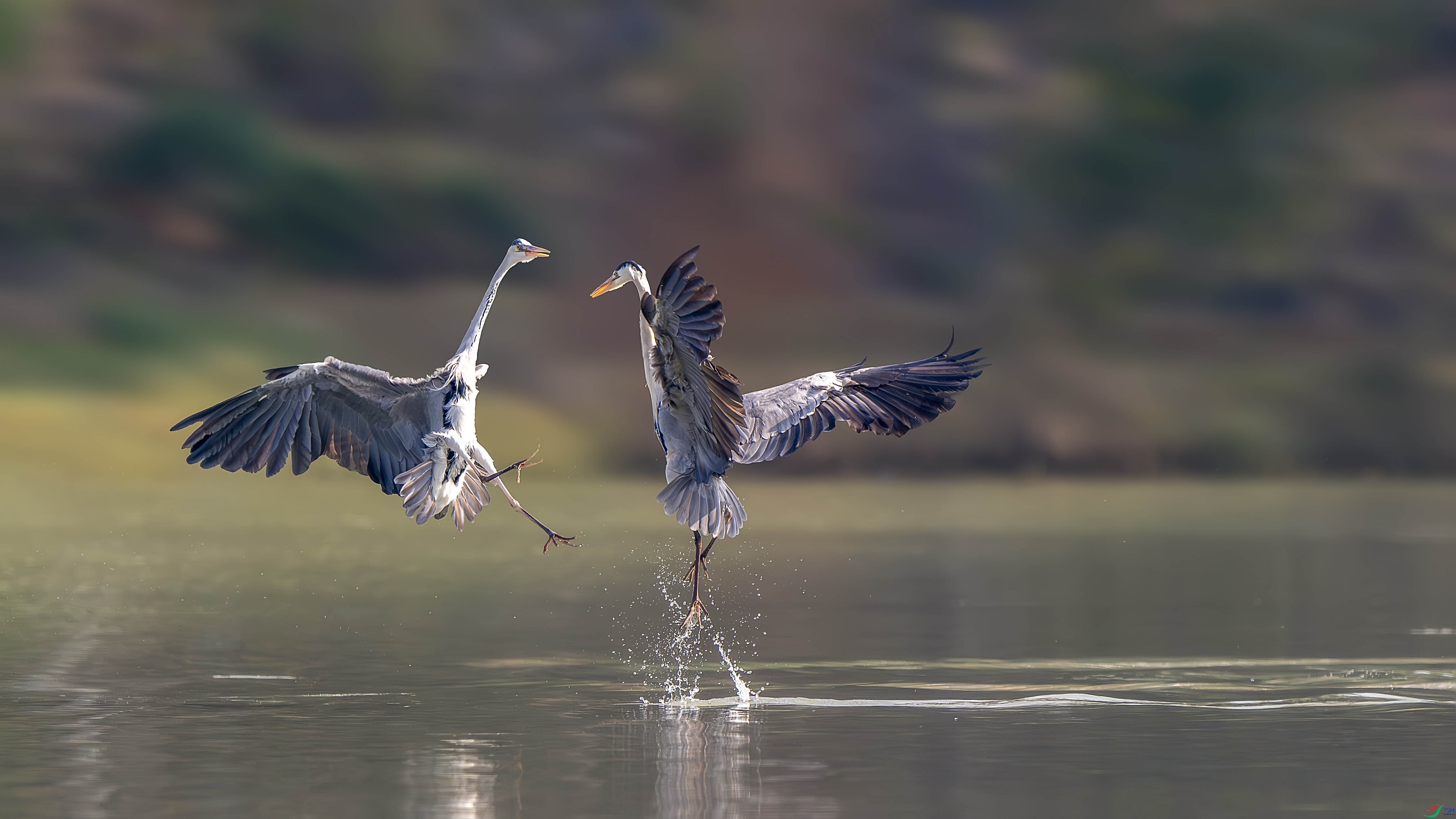 _DSC5955-����ǿ-NR ���� 2.jpg