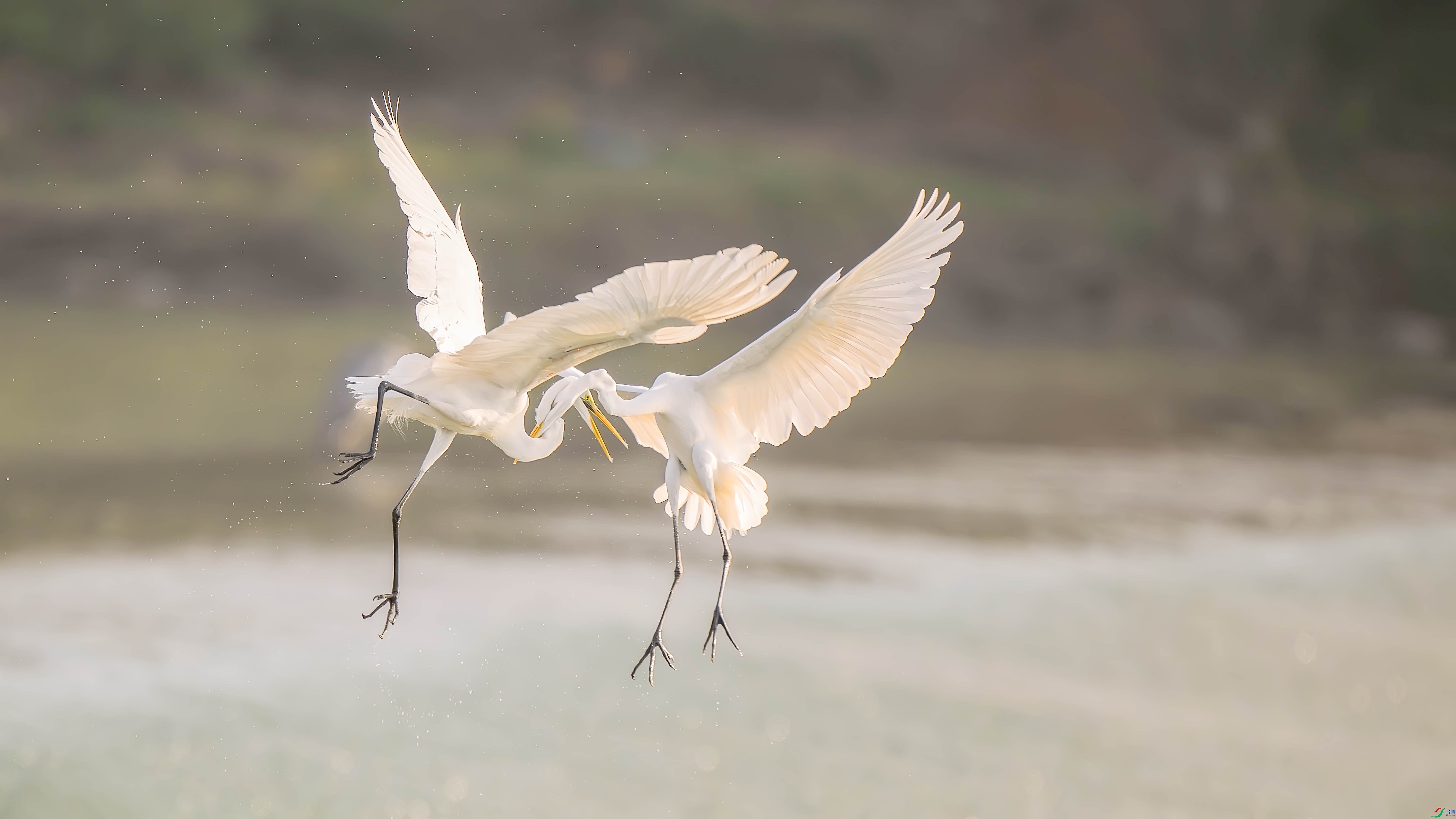 _DSC4986-����ǿ-NR ���� 2.jpg