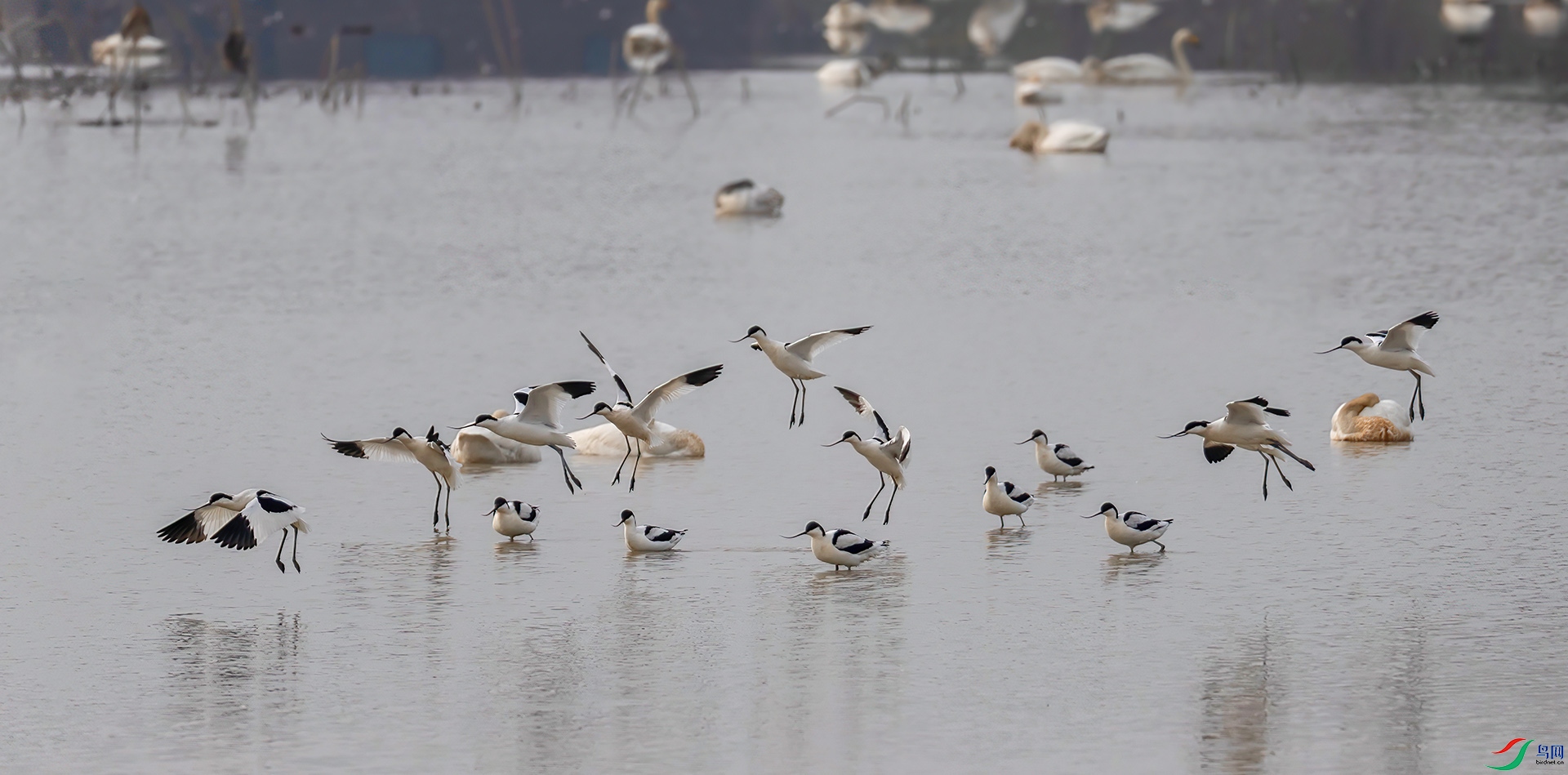 _60A3560 ����-Sh----1 .jpg