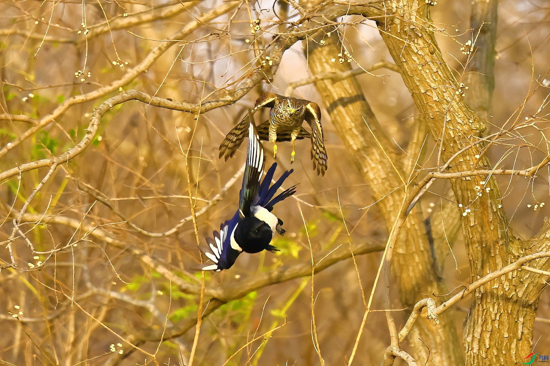 IMG_9262-1.JPG