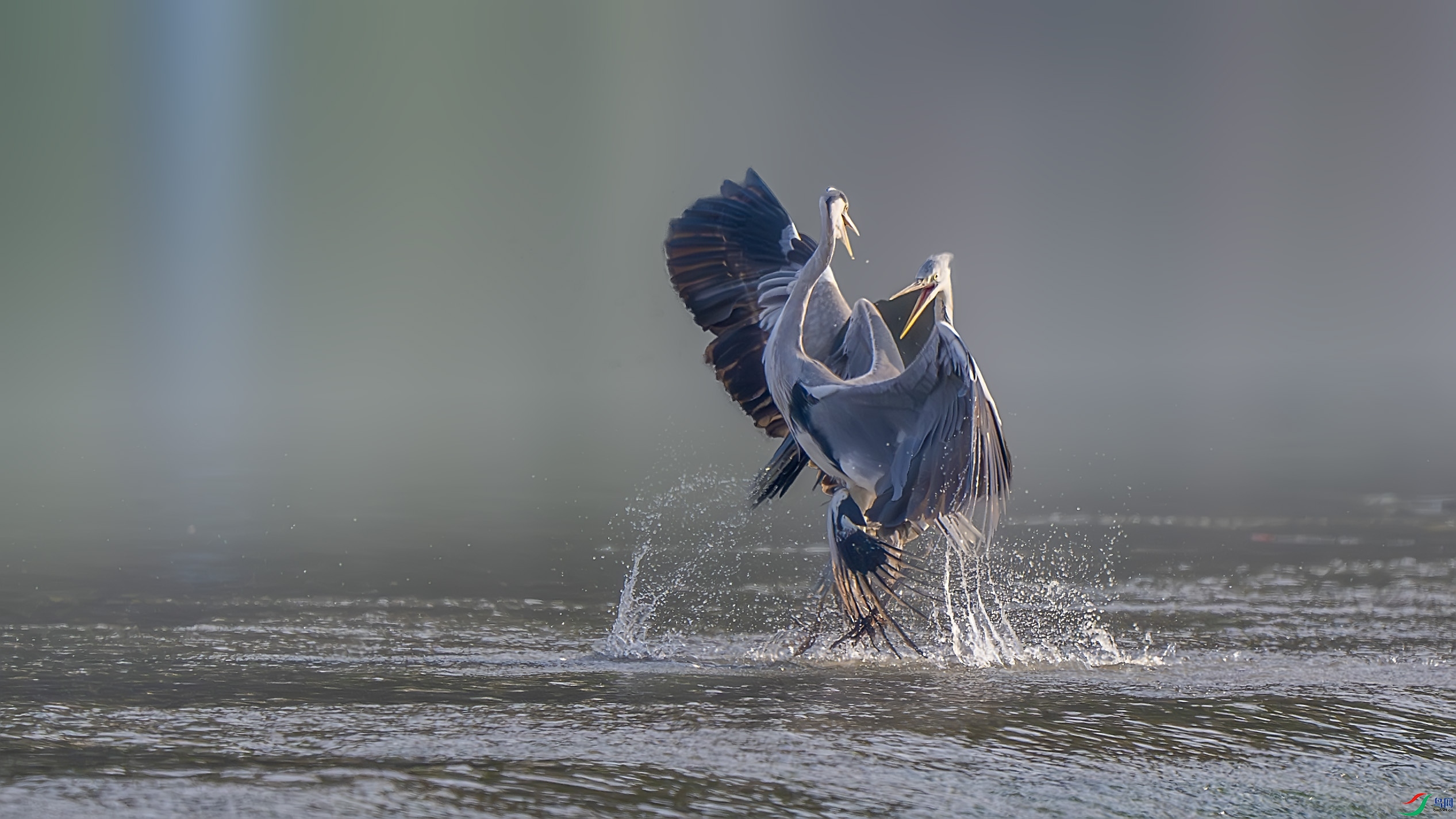 _DSC5397-����ǿ-NR ����.jpg