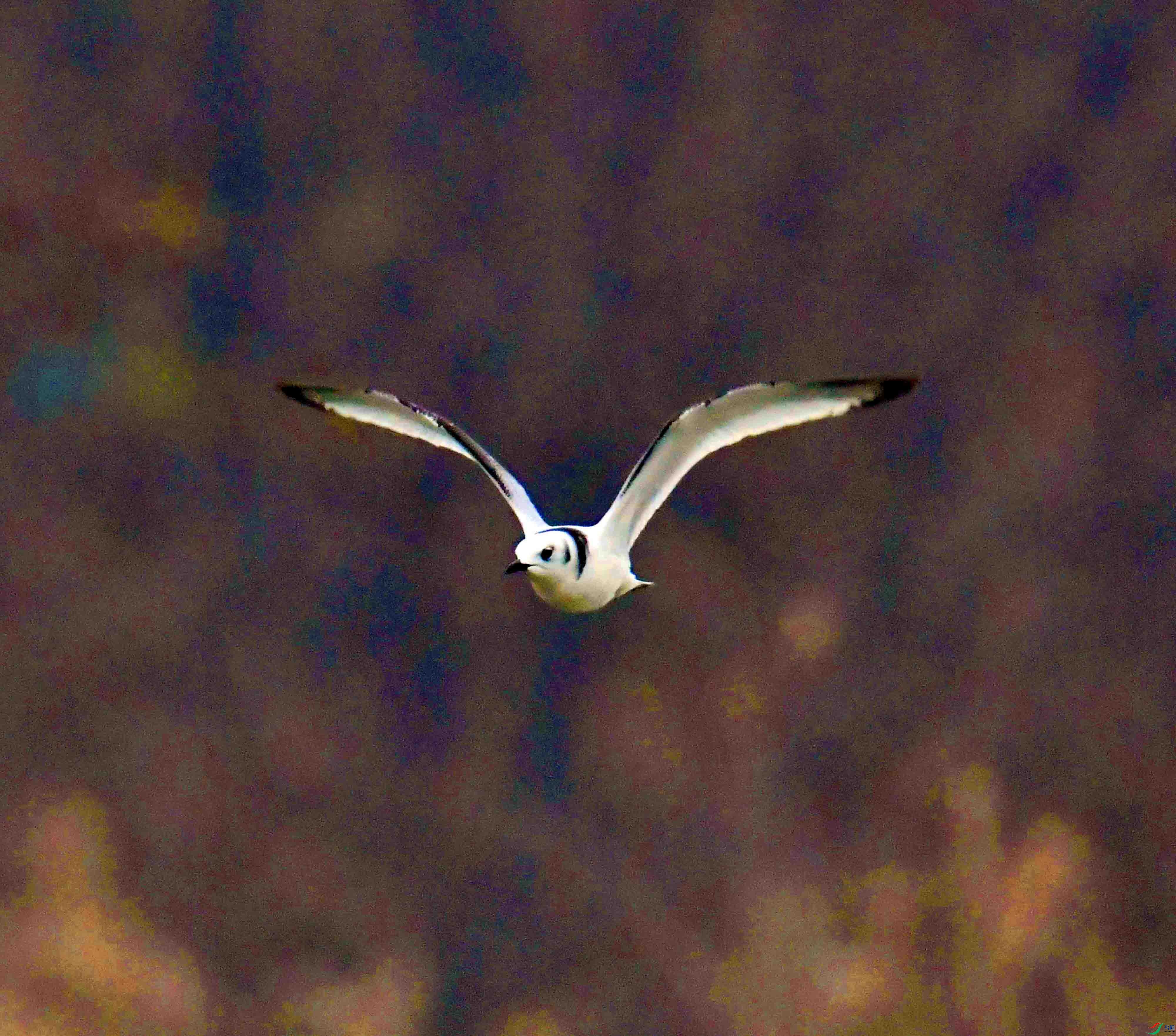 DSC_5915.JPG